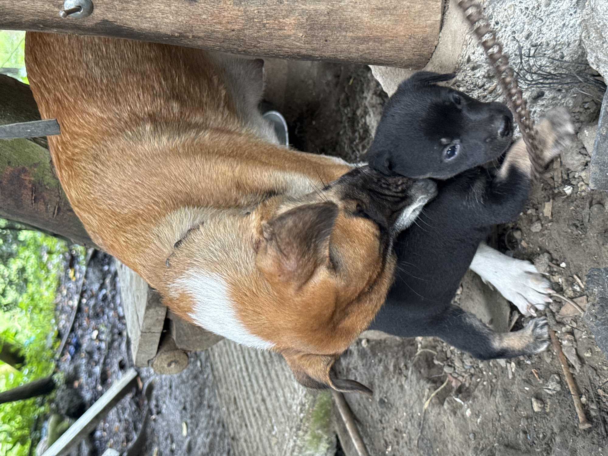 In Carmen, Philippines, an adult tan and white dog is interacting closely with a black puppy. The adult dog is leaning over the puppy, appearing to gently nuzzle or groom it. The puppy is lying on the ground, looking towards the adult dog with its head slightly tilted. The scene is outdoors, with a rough, earthy ground surface. In the background, there are glimpses of natural elements like trees and foliage, suggesting a somewhat rustic or undeveloped area. There are also wooden structures and some discarded materials present. The interaction between the two dogs appears tender and natural.