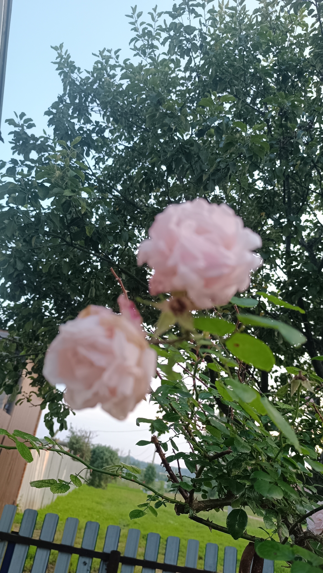 The image depicts a close-up view of a rose bush with two pale pink roses in the foreground, one in sharp focus and the other slightly blurred. The roses are surrounded by green leaves and thorny branches. In the background, a dense green tree canopy is visible against a light blue sky. Below the rose bush, a light gray wooden fence runs horizontally across the frame, separating the rose bush from a green grassy area and a building with a light brown facade. The overall impression is of a garden setting, likely in a rural or suburban area, given the presence of the fence and grassy expanse. The image does not provide any specific clues to its exact location within the city of Karsha, Russia, as it focuses on the immediate natural elements.
