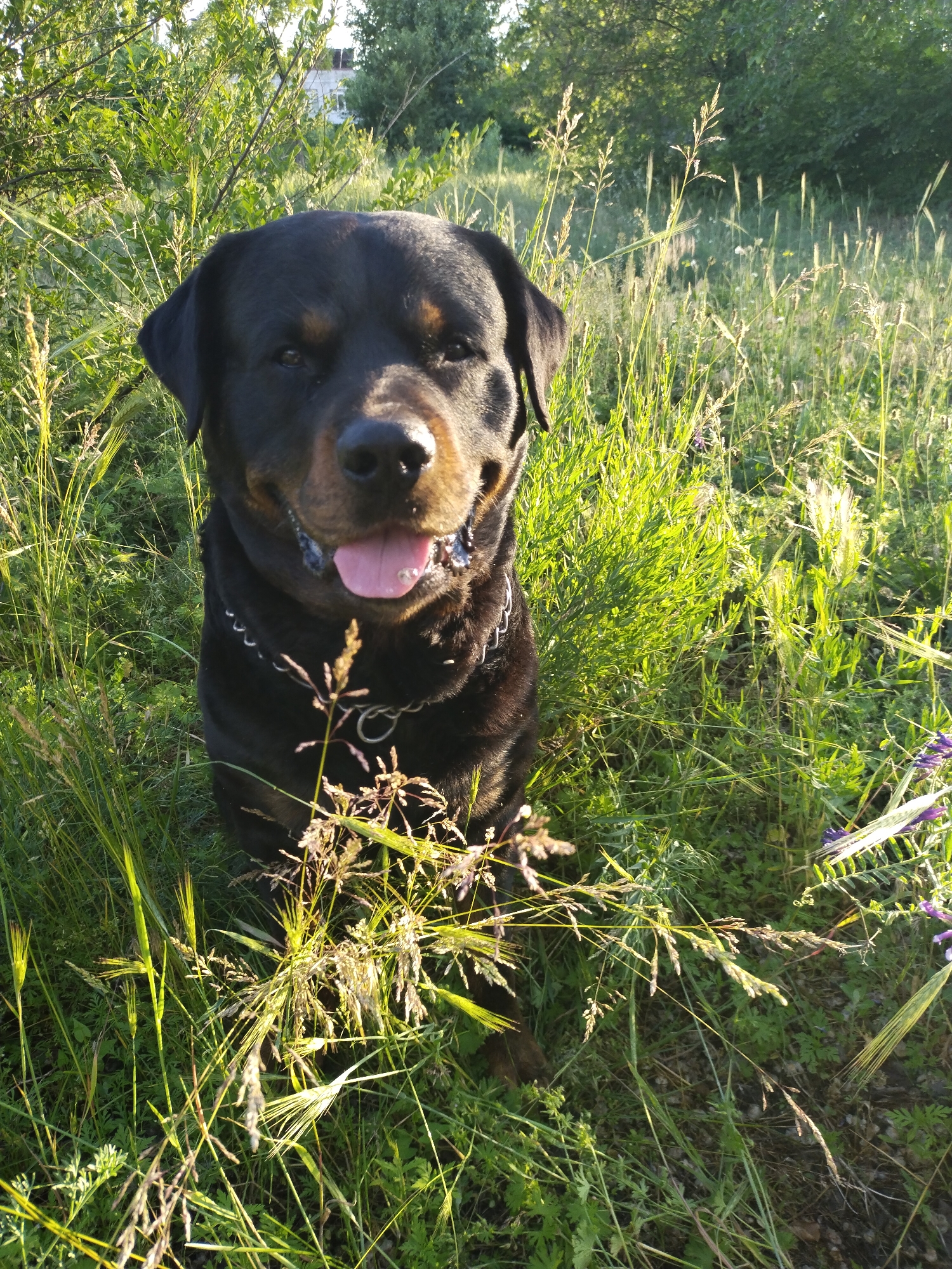 This media file depicts a black and tan Rottweiler dog, wearing a silver chain collar, situated amidst tall, verdant grass and wild plants in Horishni Plavni, Ukraine. The dog is positioned centrally in the frame, looking directly at the viewer with a happy and relaxed expression, its mouth slightly open and tongue extended as if panting or smiling. Its dark fur shows subtle tan markings above its eyes and on its muzzle. The natural setting is illuminated by warm, golden hour sunlight, suggesting either early morning or late afternoon. This light casts bright highlights on the dog's fur and the surrounding foliage, which includes various types of grass and some purple wildflowers in the foreground. In the background, dense green trees and bushes are visible, with a faint glimpse of a white building through the foliage on the upper right side. The overall scene conveys a serene and joyful outdoor moment for the dog. There is no visible text in the image.