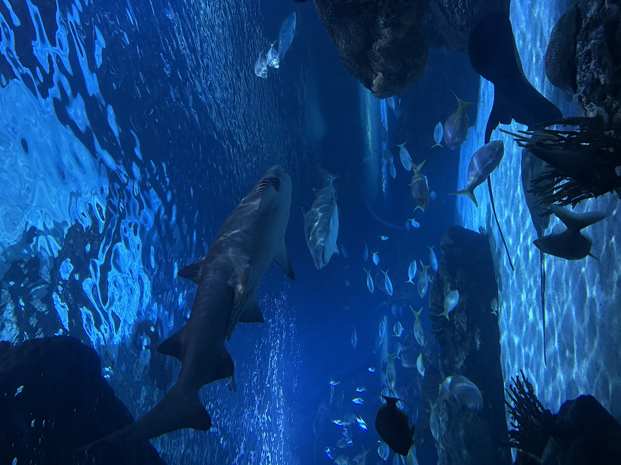 The image depicts an underwater scene within an aquarium. Several sharks, including a large tiger shark in the foreground, swim in a large tank. Smaller fish swim in schools around them. The water is a deep blue, and the sandy bottom of the tank is visible. Light filters down from the surface, creating rippling patterns. The scene is consistent with an exhibit at the Ripley's Aquarium of Canada, located in Toronto, Canada.