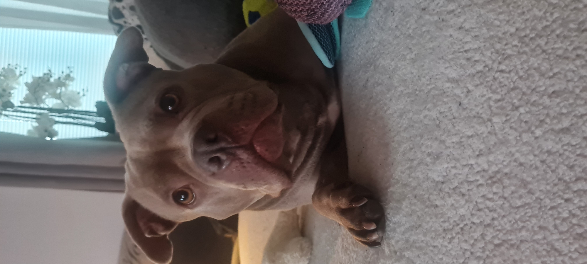 A grey pit bull dog is lying on a carpeted surface, looking directly at the camera. The dog's head is in the center of the frame, with its body extending to the right and its left paw resting on the carpet in the lower left quadrant. Behind the dog, the background is blurred, but appears to be an indoor setting with hints of furniture and possibly a window with blinds. There are a few dog toys visible in the lower right corner. The dog has a wrinkled snout and its ears are flopped down. The overall lighting suggests an indoor environment, possibly during the daytime due to the light coming from the background. There is no discernible location within Borås, Sweden mentioned or implied by the visual information in the image.