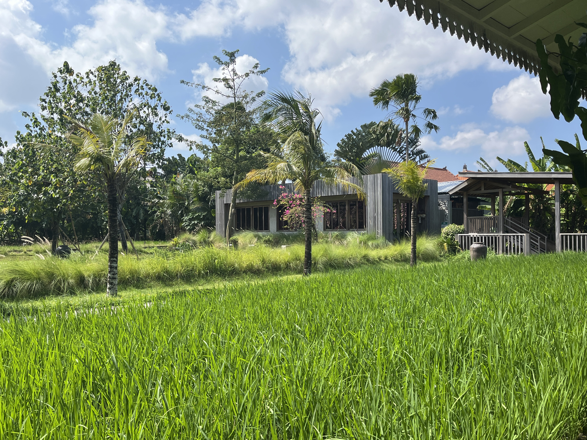 In the city of North Kuta, Indonesia, a lush green rice paddy dominates the foreground of the image. Beyond the paddy, a modern building with large windows, constructed from grey corrugated metal and wood, stands nestled amongst tropical vegetation. To the right of this building, a wooden deck with railings and stairs leads to an open-air structure. Several palm trees, including a tall one with fronds reaching towards the bright blue sky dotted with fluffy white clouds, are scattered throughout the scene. The environment is verdant, with abundant foliage and a sense of natural beauty. No people are visible in the image.