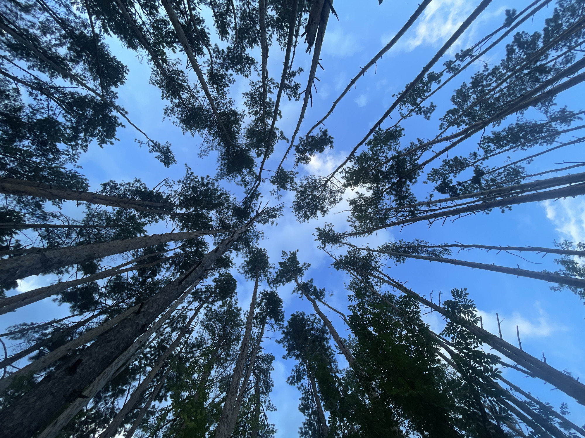 The image shows a low-angle shot looking up at a dense stand of tall pine trees against a bright blue sky with scattered white clouds. The trees are a dominant feature, with their trunks extending upwards and their branches and needles forming a canopy that partially obscures the sky. The perspective is from the ground, looking directly up, giving a sense of the height and density of the forest. The scene is devoid of any people or man-made structures. The environment appears to be a natural woodland or forest. There is no information to suggest a specific location within the city of Подшивалово, Russia.