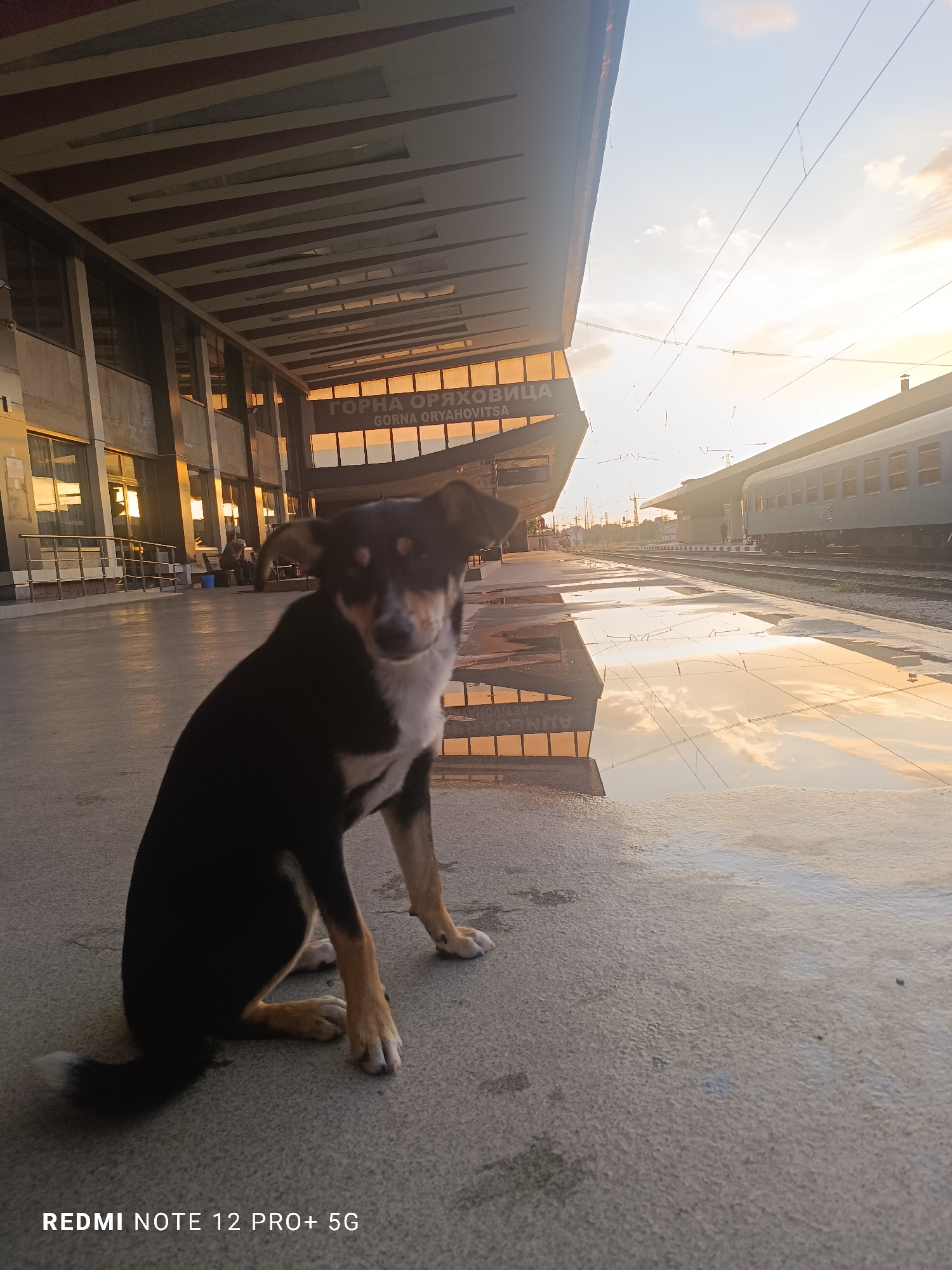 A medium shot captures a dog sitting on the wet concrete platform of the Gorna Oryahovitsa railway station in Bulgaria. The dog is medium-sized, with black fur on its body, white fur on its chest and paws, and tan markings on its legs. The dog is looking at the camera. In the background, the station building is visible, with large glass windows reflecting the setting sun. The station's name, "ГОРНА ОРЯХОВИЦА GORNA ORYAHOWITZA", is displayed prominently on the station building. The platform is wet, reflecting the sunlight and the station building. A train sits on the tracks to the right of the dog. Overhead power lines stretch across the sky. The sky is bright, with clouds illuminated by the setting sun. The lower left of the image includes the words "REDMI NOTE 12 PRO+ 5G".