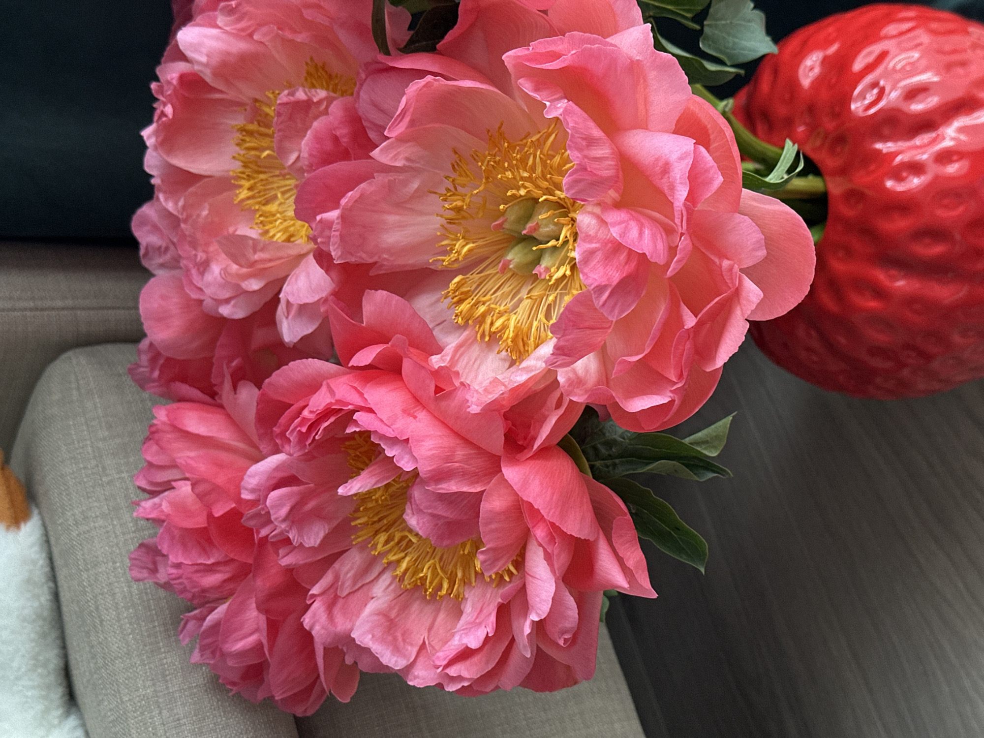 A close-up, high-angle indoor shot features a lush bouquet of vibrant pink peonies. The flowers, primarily filling the left and central parts of the frame, display multiple layers of delicate petals ranging from soft blush to deeper coral pinks. Their centers reveal prominent clusters of bright yellow stamens, with some showing hints of green pistils. Dark green leaves peek out between the flower heads.
To the right of the peonies, a large, glossy, bright red object dominates the upper right quadrant. Its surface has a textured, bumpy appearance, resembling a stylized fruit like a strawberry or possibly a decorative heart-shaped vase or sculpture.
The background includes a light, textured beige-grey surface, likely upholstery from a sofa or chair, visible on the left and bottom. On the far right and behind the red object, a dark grey or black surface, possibly a tabletop or floor, is visible. The lighting is soft and even, suggesting an indoor setting. No specific activity is depicted, but the arrangement suggests a decorative display of fresh flowers. There is no visible text.