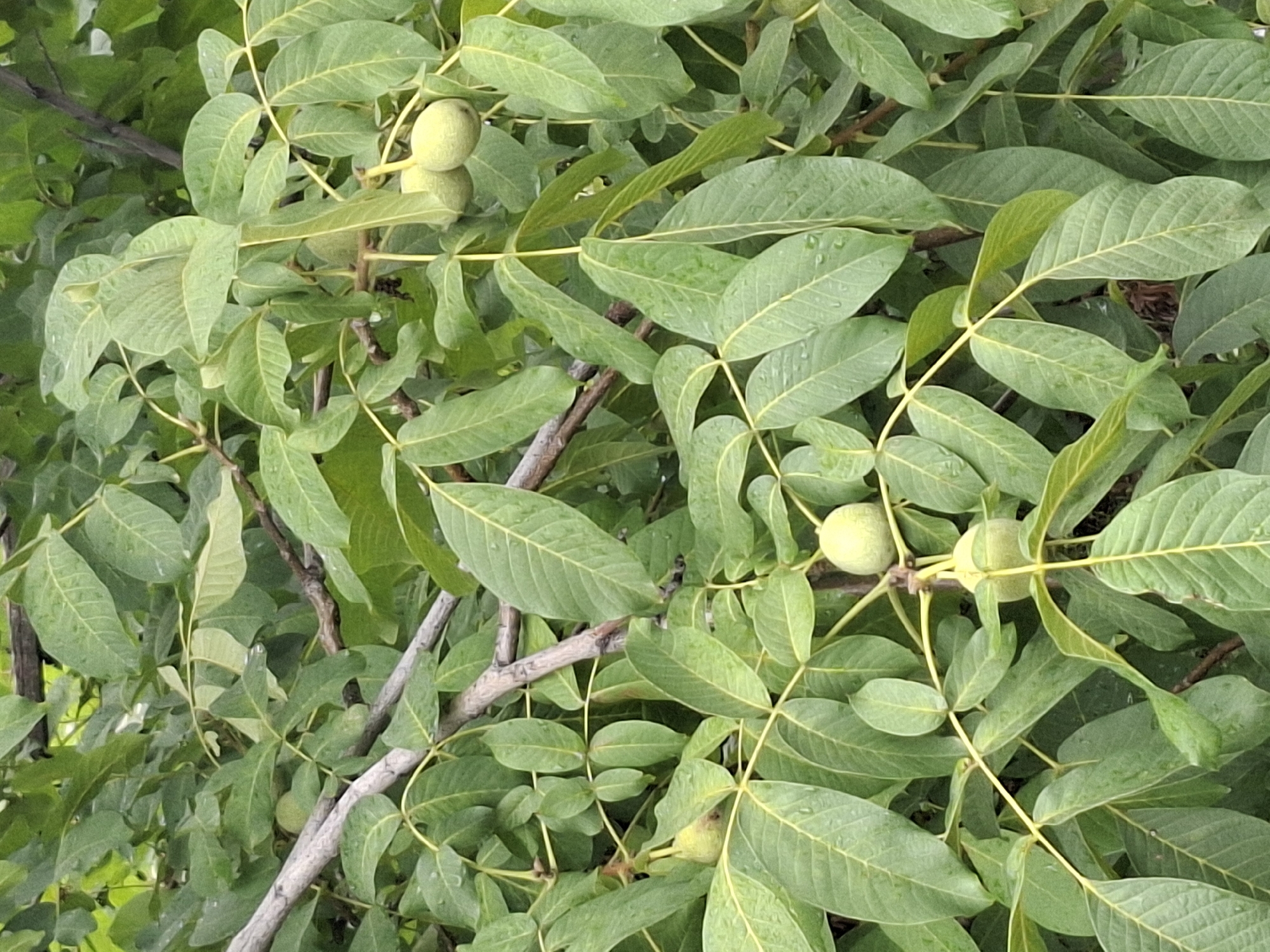 A close-up, vertical, eye-level shot captures a cluster of green walnuts hanging from a tree branch, surrounded by lush green leaves. The walnuts are a light green color and appear to be immature, still enclosed in their husks. Some of the leaves are slightly wet, suggesting recent rain or dew. The branches are gray and textured, providing a stark contrast to the vibrant foliage. The background is a blur of more green leaves and branches, creating a natural and somewhat intimate view of the tree. The image was taken in Almaty, Kazakhstan.