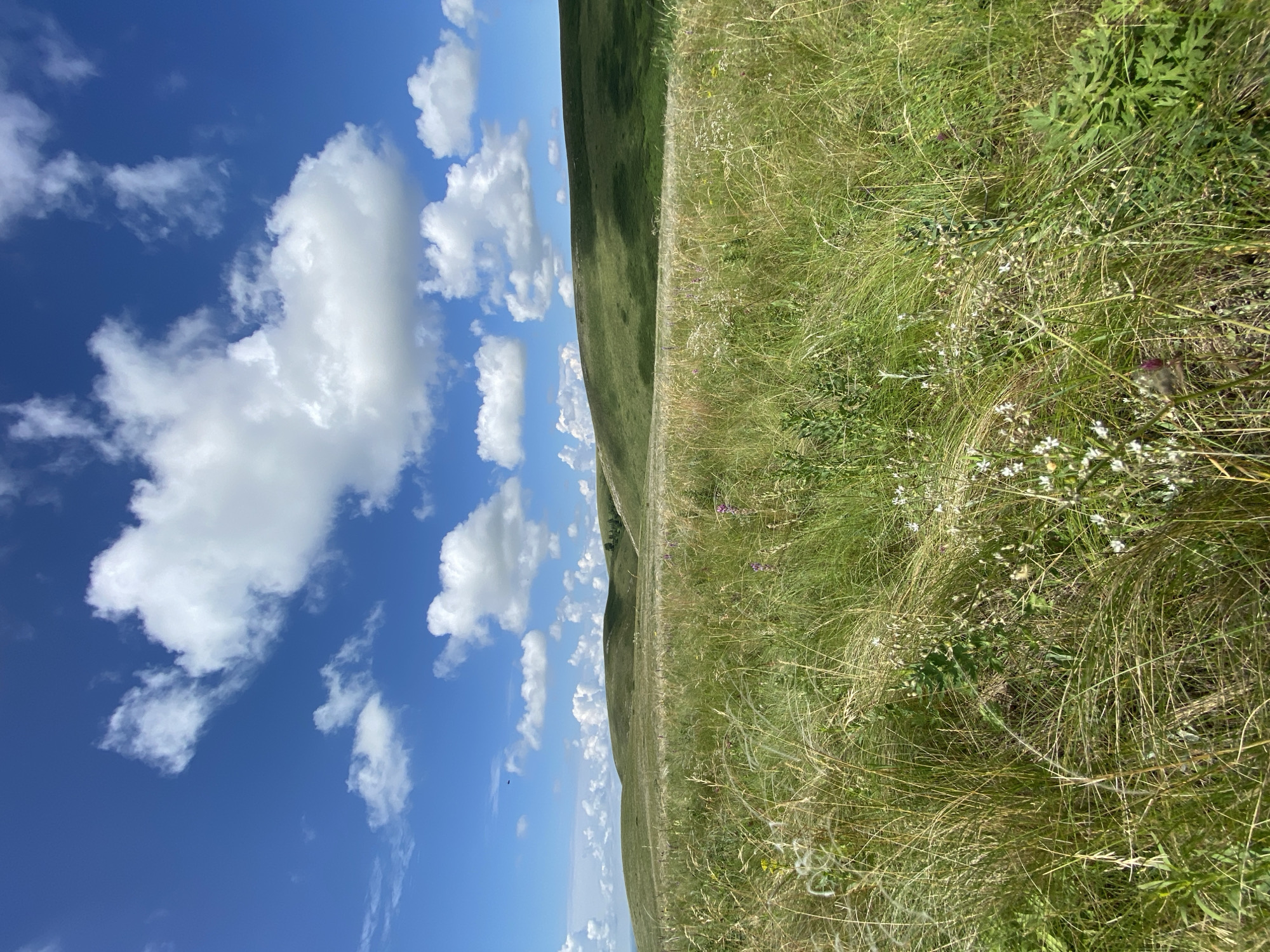 The image depicts a vast, rolling landscape under a bright blue sky dotted with fluffy white clouds. The foreground is dominated by tall, green grass with some dried stalks and scattered wildflowers in shades of white and purple. Beyond the grassy meadow, rolling green hills recede into the distance. The hills appear to be covered in short grass, with some darker patches indicating shadows or denser vegetation. The overall impression is of a natural, open, and somewhat wild environment. No people, structures, or specific landmarks are visible. The location is identified as Bogoslovka, Russia.