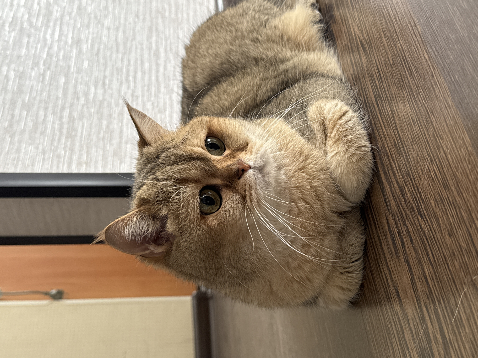 A domestic cat, characterized by its golden-brown fur with subtle tabby markings, is depicted indoors, lying on its left side. Its head is turned to face the viewer, tilted slightly upwards, revealing expressive round green eyes that look directly at the camera with a calm and curious gaze. Prominent white whiskers fan out from its muzzle, and its ears are pointed.
The cat is positioned against a backdrop that includes a light-colored, textured wall or vertical surface behind its back, featuring faint vertical lines. To the right of the cat, a rich brown wooden surface, possibly a floor or large piece of furniture, is visible with a distinct grain pattern. In the background to the left, there are hints of other indoor elements, including a dark horizontal line and a lighter, orange-brown surface. The scene is well-lit, suggesting either natural daylight or bright indoor lighting. The cat appears to be in a relaxed pose, observing its surroundings. No text is visible in the image.