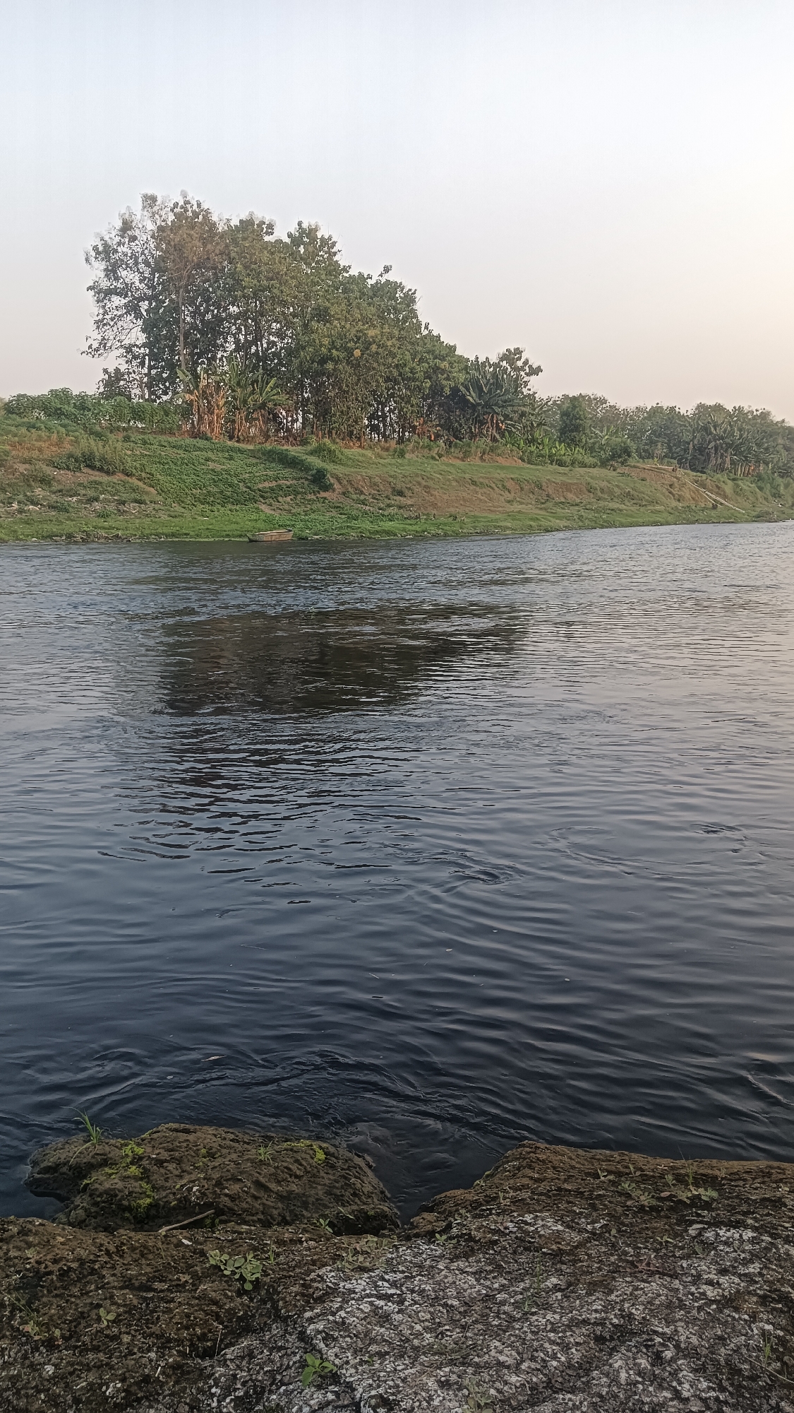The image depicts a serene natural landscape. A wide, dark body of water dominates the foreground and midground, with gentle ripples disturbing its surface. The water appears to reflect the muted colors of the sky. Along the far bank, a lush green embankment rises, covered in grass and dotted with various trees, including what appear to be banana trees, interspersed with denser foliage. The sky above is a pale, hazy gradient, transitioning from a light, almost white hue at the top to a slightly warmer tone closer to the horizon, suggesting it might be early morning or late afternoon. The far bank of the river curves gently, disappearing out of frame to the right. In the immediate foreground, large, rough, dark rocks covered with moss and small green plants are visible, bordering the water's edge. The scene conveys a sense of tranquility and undeveloped natural beauty. The location is the city of Tanggan, Indonesia.