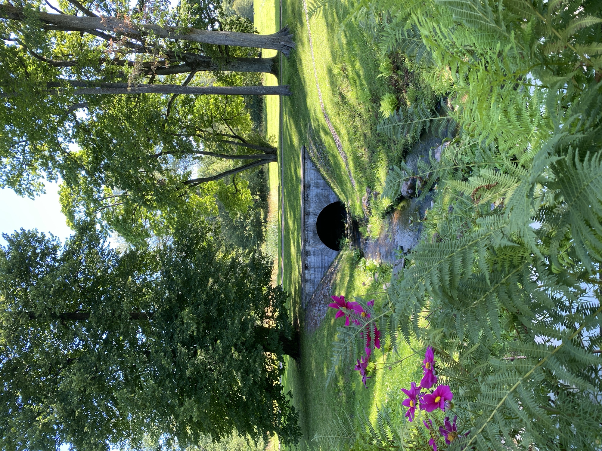 The image depicts a tranquil park scene with a small stone bridge arching over a gentle stream. Lush green grass covers the sloping banks, dotted with sunlight. Several mature trees with dense foliage are visible, casting shadows on the ground. In the foreground, vibrant pink cosmos flowers and feathery ferns add a touch of color and texture to the scene. The water in the stream appears clear, reflecting the surrounding greenery. The overall atmosphere is serene and idyllic, suggesting a peaceful natural setting within a park or garden. This location is likely within the city of Peterhof, Russia, known for its extensive palace grounds and manicured parks. There are no people or animals present in the image.