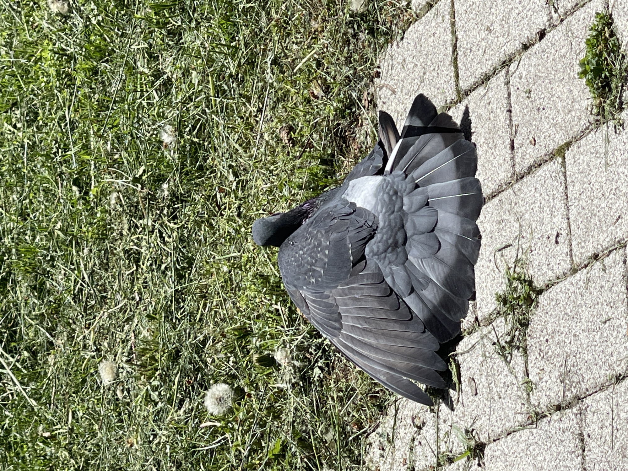 A dead pigeon lies on a patch of grass and a paved surface. The pigeon's head is visible, and its wings are spread out on the ground. The grass is green and interspersed with dandelion seed heads. The paving stones are grey and rectangular. The location cannot be determined to be Stavropol, Russia.