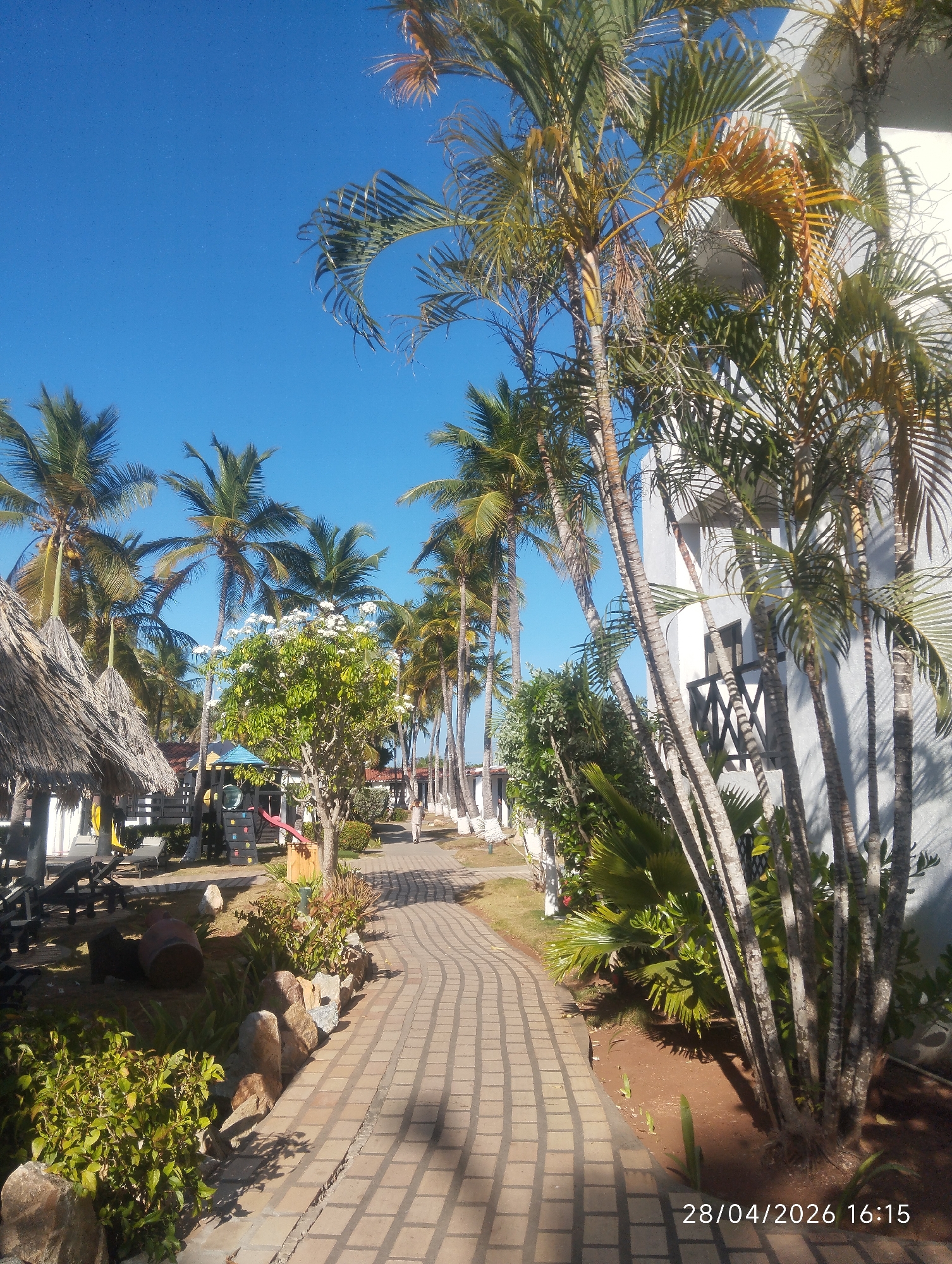 The image displays a sunny, late afternoon scene within a tropical resort or hotel property, likely in Porlamar, Venezuela. A wide, patterned paver pathway, light brown in color, curves gently through the frame, extending into the distance.
The path is bordered by lush landscaping and numerous tall palm trees with prominent trunks and fronds that range from green to slightly yellowish. On the right side of the path, several palm trees stand in front of a white-colored building, which features dark window frames and a decorative black railing on a balcony. Long shadows are cast across the ground and path, indicating a low sun angle, consistent with the timestamp "28/04/2026 16:15" visible in the lower right corner.
To the left of the pathway, dense green bushes and smaller plants line the edge, interspersed with large rocks used as decorative borders for planting beds, where an overturned barrel also rests. A prominent, medium-sized tree covered in white blossoms, possibly a Frangipani, stands centrally. Further left, two structures with traditional thatched roofs are partially visible, suggesting relaxation areas. In the mid-ground on the left, a colorful children's playground structure with a red slide and climbing elements is nestled among the vegetation.
A single person, dressed in light-colored clothing, is visible walking away from the camera in the distance along the pathway, on the right side. The sky is clear and bright blue, conveying pleasant, warm weather. The overall scene depicts a well-maintained and tranquil vacation environment.