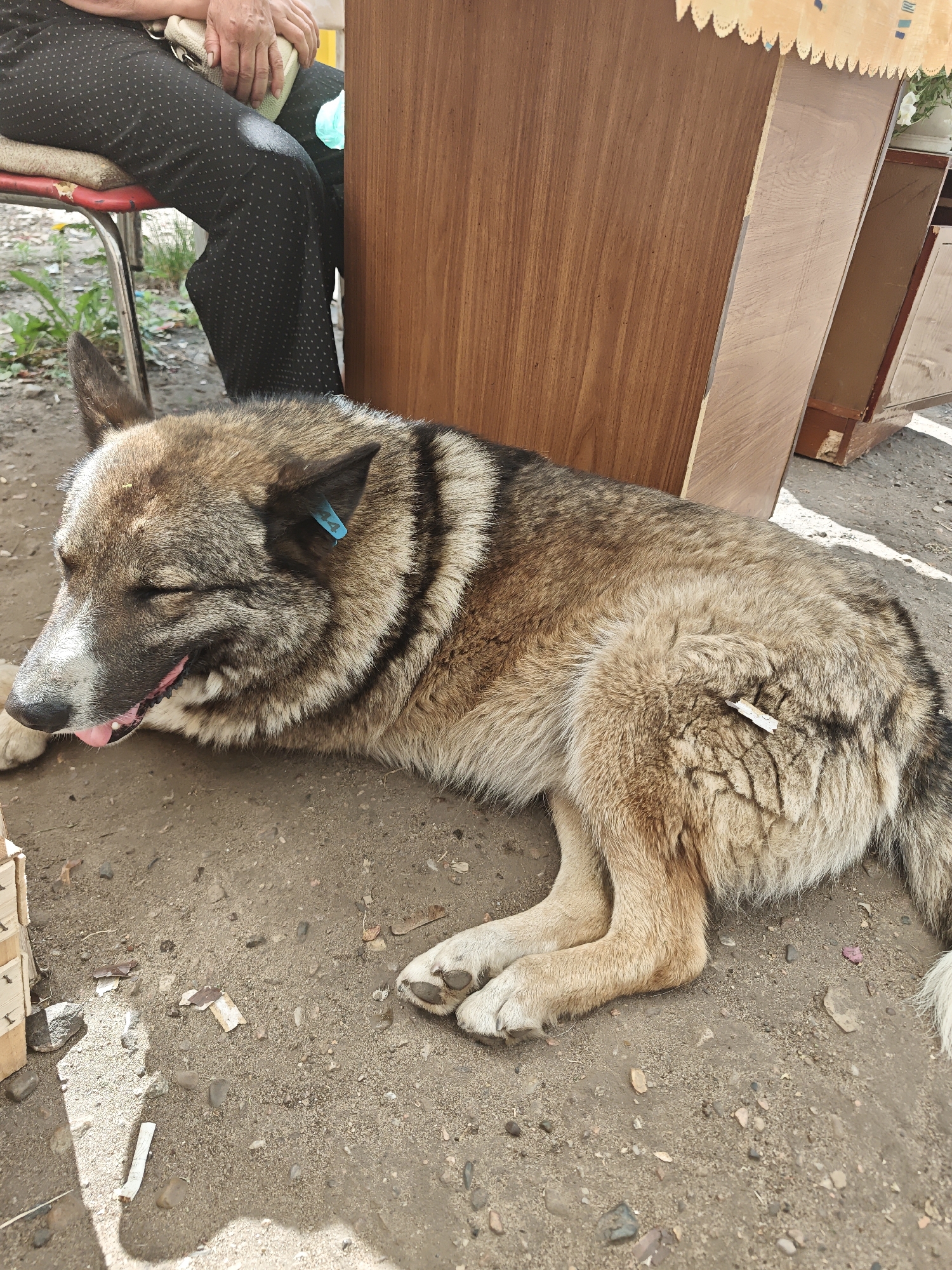 A dog with tan and black fur is lying on the ground with its eyes closed and tongue slightly out. It has a blue tag in its ear and what appears to be a small piece of paper stuck to its back. To the left of the dog, a person wearing black pants with white polka dots is sitting on a red chair, holding a light-colored purse. Behind the dog and person is a wooden structure, possibly part of a stall or building. The ground is dirt with scattered rocks and debris. The scene appears to be outdoors, likely in an urban environment given the mention of Kimry, Russia.
