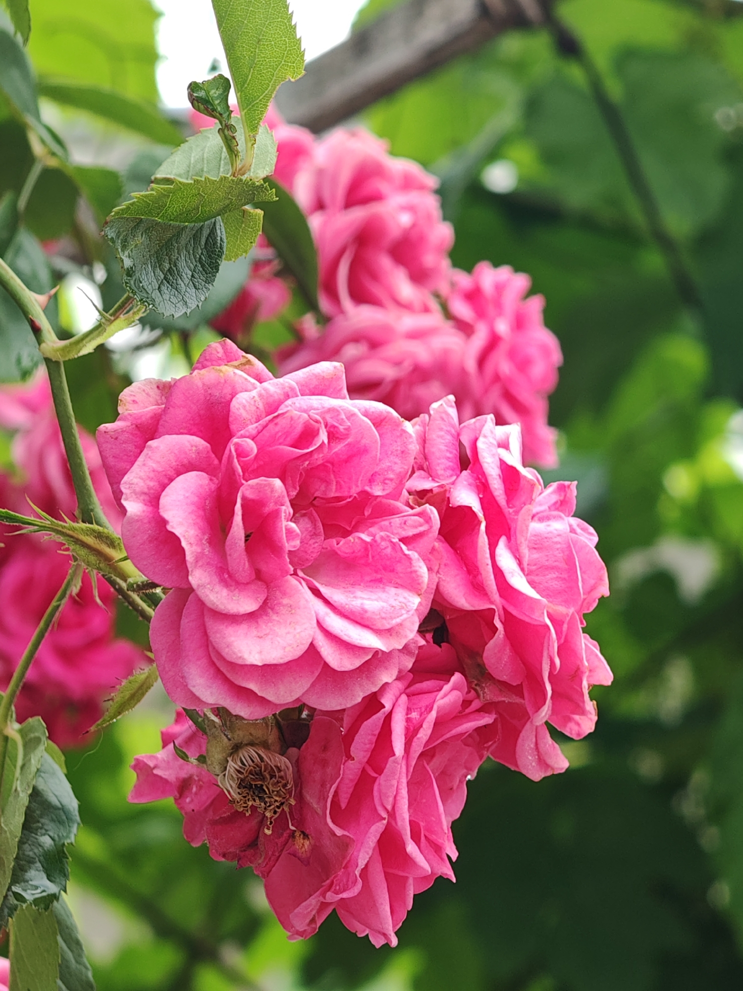 This image captures a close-up of a cluster of vibrant pink roses, identified as being in Tsarev Brod, Bulgaria. The central focus is on several fully bloomed roses, characterized by numerous layered petals displaying various shades of deep pink. One rose positioned towards the bottom exhibits signs of senescence, with dried, dark stamens visible in its center, and some petals showing minor brown discoloration.
The roses are supported by a thorny green stem, visible on the left side of the frame, from which sharp, reddish-brown thorns protrude. Attached to the stem are several green leaves with serrated edges and distinct venation, some appearing glossy. In the upper left quadrant, new leaf growth is discernible.
The background consists of out-of-focus green foliage, indicative of a garden or natural outdoor setting. A blurred, dark, possibly wooden structure is faintly visible in the upper right background. No human figures or discernible actions are present. The lighting suggests an outdoor environment, possibly under ambient daylight.