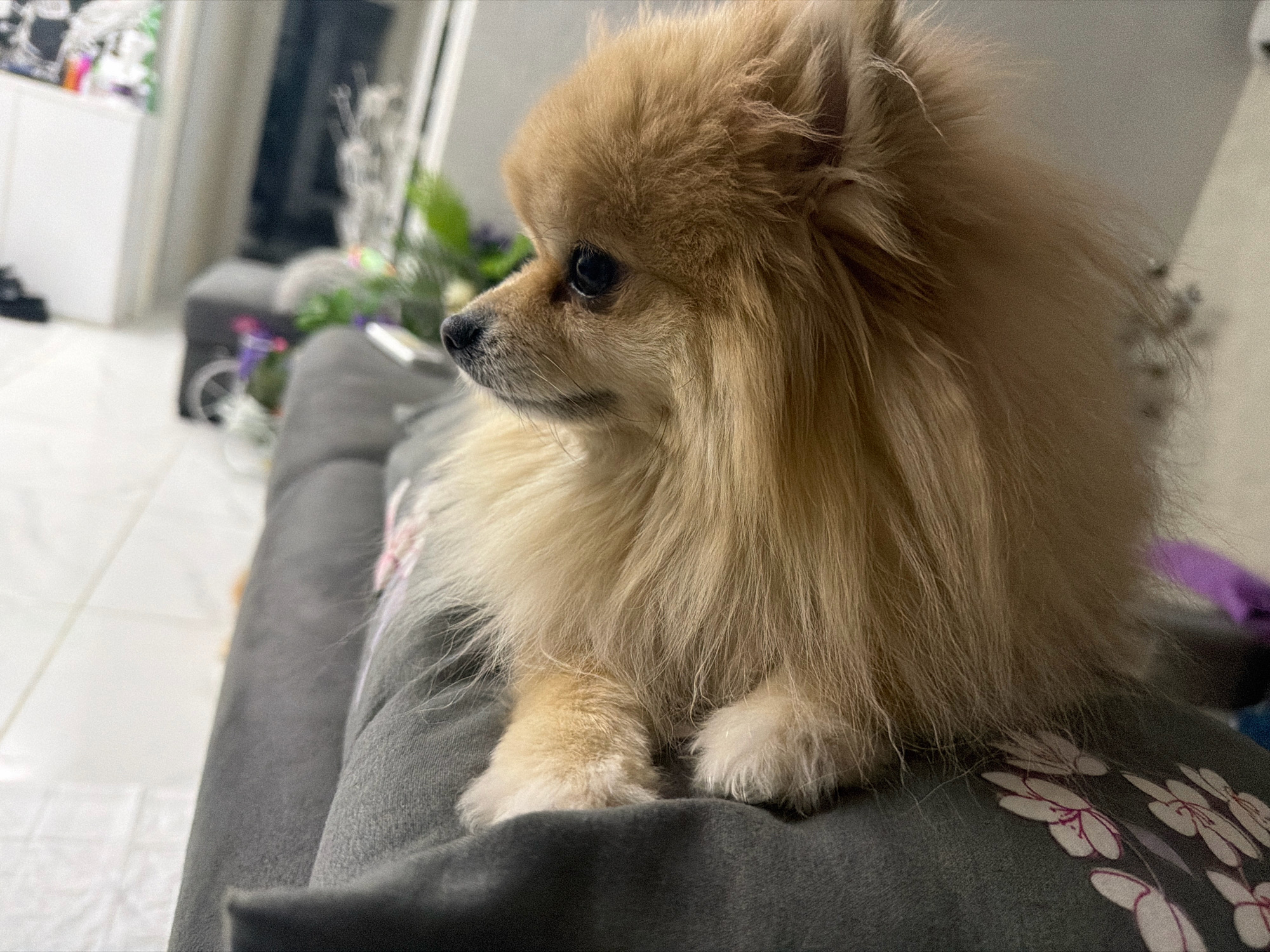 An adult Pomeranian dog with light brown fur is lying down on a dark gray sofa with a floral pattern. The dog is facing left, with its head turned slightly towards the camera. Its eyes are dark and beady, and its nose is black. The dog's paws are visible in the foreground, resting on the sofa. The background is out of focus, but appears to be an indoor setting, possibly a living room, with furniture and decorative items. The overall lighting is soft and natural. There are no people visible in the image. The location is not specified in the image.