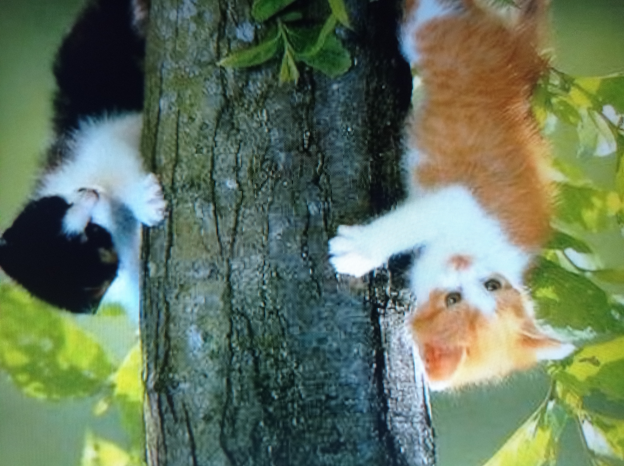 Two kittens are shown clinging to the side of a tree trunk. On the left, an orange and white kitten is partially obscured by green foliage. It is facing the viewer, with its head tilted slightly. On the right, a black and white kitten is also clinging to the tree. It is facing away from the viewer, and appears to be climbing the tree. The background is out of focus, with hints of green leaves and a bright, light blue sky. The image quality is poor, suggesting it may be a photograph of a screen display. There is no information in the image that indicates the location within the city of Mukachevo, Ukraine.