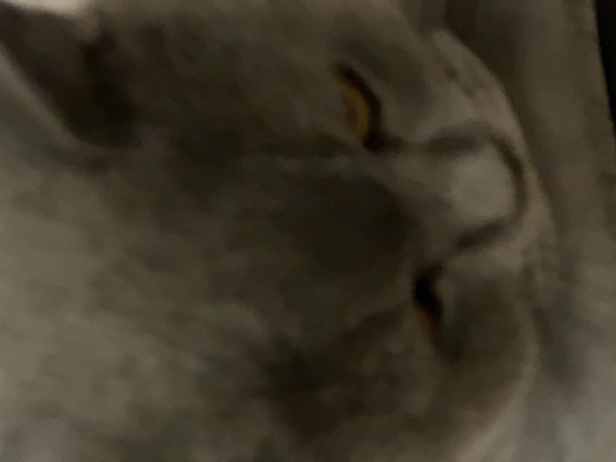 The image is a close-up, blurred shot of a gray cat's face. The cat's eyes are partially visible and appear to be amber or yellow. The fur is short and dense, with subtle variations in shade. The lighting is dim, creating shadows that obscure some of the facial details. The background is also blurred and appears to be a neutral, indistinct color. The overall impression is one of intimacy, perhaps a candid shot of the animal resting or looking at the camera. No specific location within a city or environment is discernible.