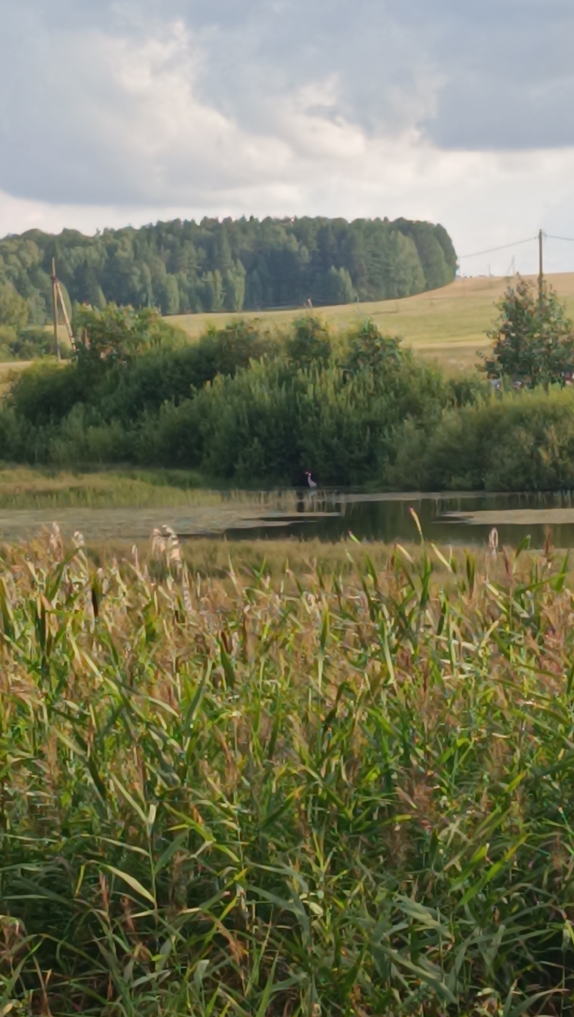 A vertical, low-angle shot captures a serene natural scene with a body of water in the foreground and a treeline in the background. In the middle ground, a heron stands in shallow water, its silhouette sharply defined against the reflective surface. The water is partially covered with patches of algae, creating a mottled effect. The foreground is dominated by tall reeds and grasses, their green and brown stalks swaying gently. Beyond the water, a dense, green treeline stretches across the horizon, its uniformity broken by the undulating terrain. The sky above is a mix of grey and white clouds, casting a soft, diffused light over the landscape. A solitary utility pole stands to the left, its presence a subtle reminder of human intervention in this otherwise untouched natural setting. The location is identified as Karsha, Russia.