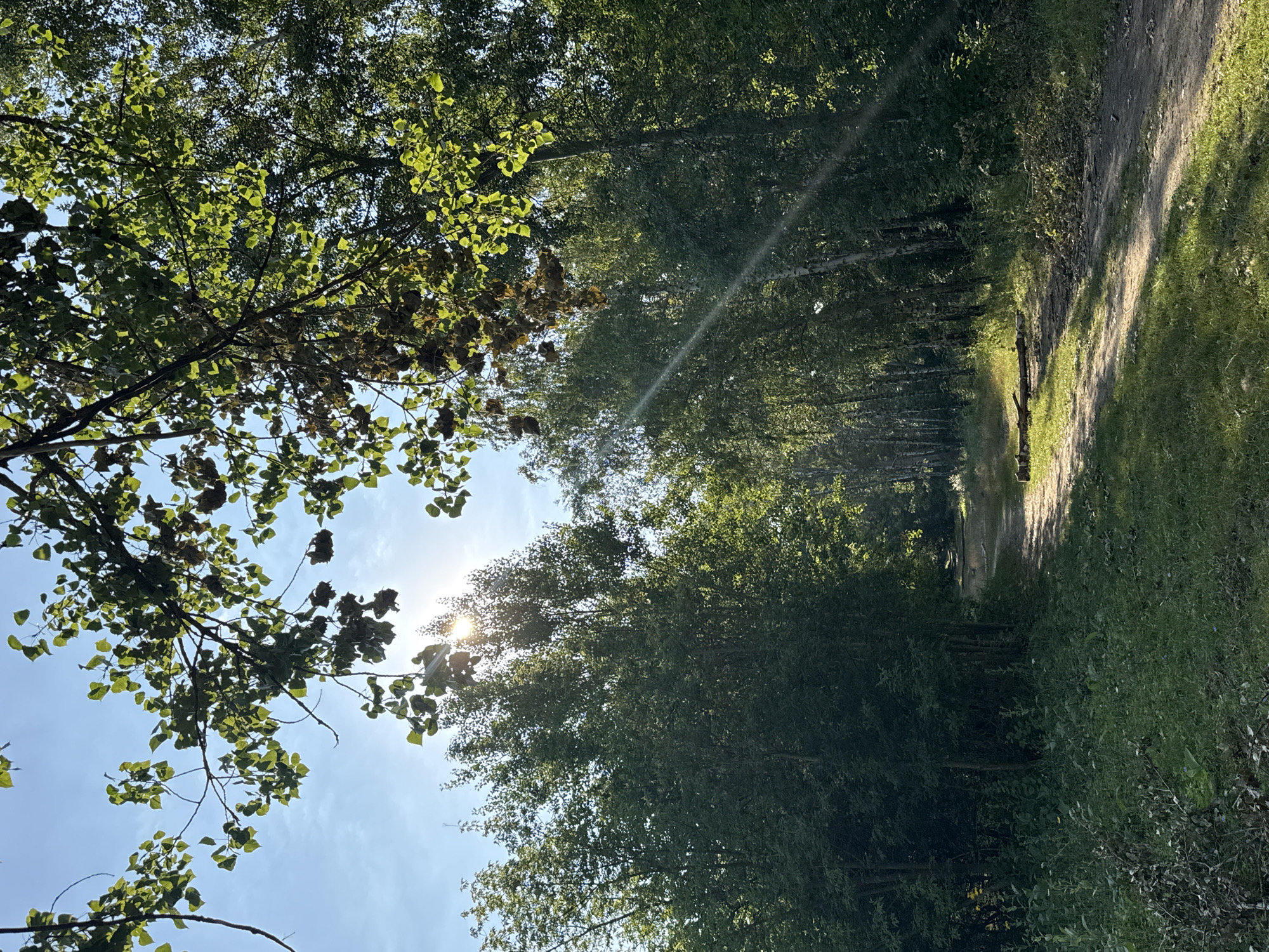 The image shows a dirt path through a forest on a sunny day. The path is surrounded by dense green trees, with sunlight filtering through the leaves. The sky is blue with some wispy clouds. There are no people or animals visible in the image. The overall impression is one of a peaceful, natural setting. The image does not contain any information that would allow for identification of the specific location within Rostov-on-Don, Russia.