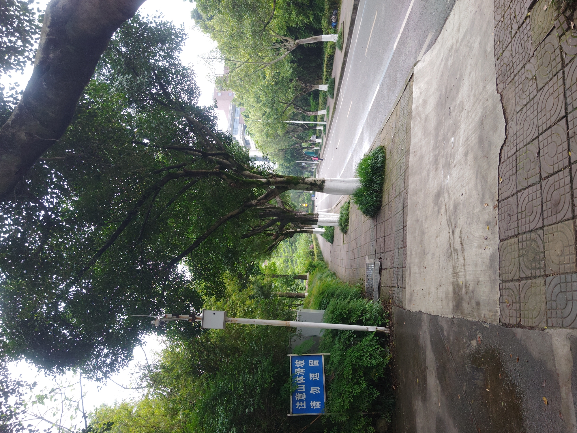 The image shows a street scene in Chongqing High-tech Zone, China. The shot is taken from the sidewalk, which is composed of grey concrete and patterned paving stones. The sidewalk is bordered by a road on one side and dense greenery on the other. Trees line the road, with their trunks painted white. In the foreground, a sign in Chinese warns of a slippery slope. A surveillance camera is mounted on a pole behind the sign. The environment appears to be damp, possibly after rain. The foliage is lush and green. There are no people visible in the immediate foreground.