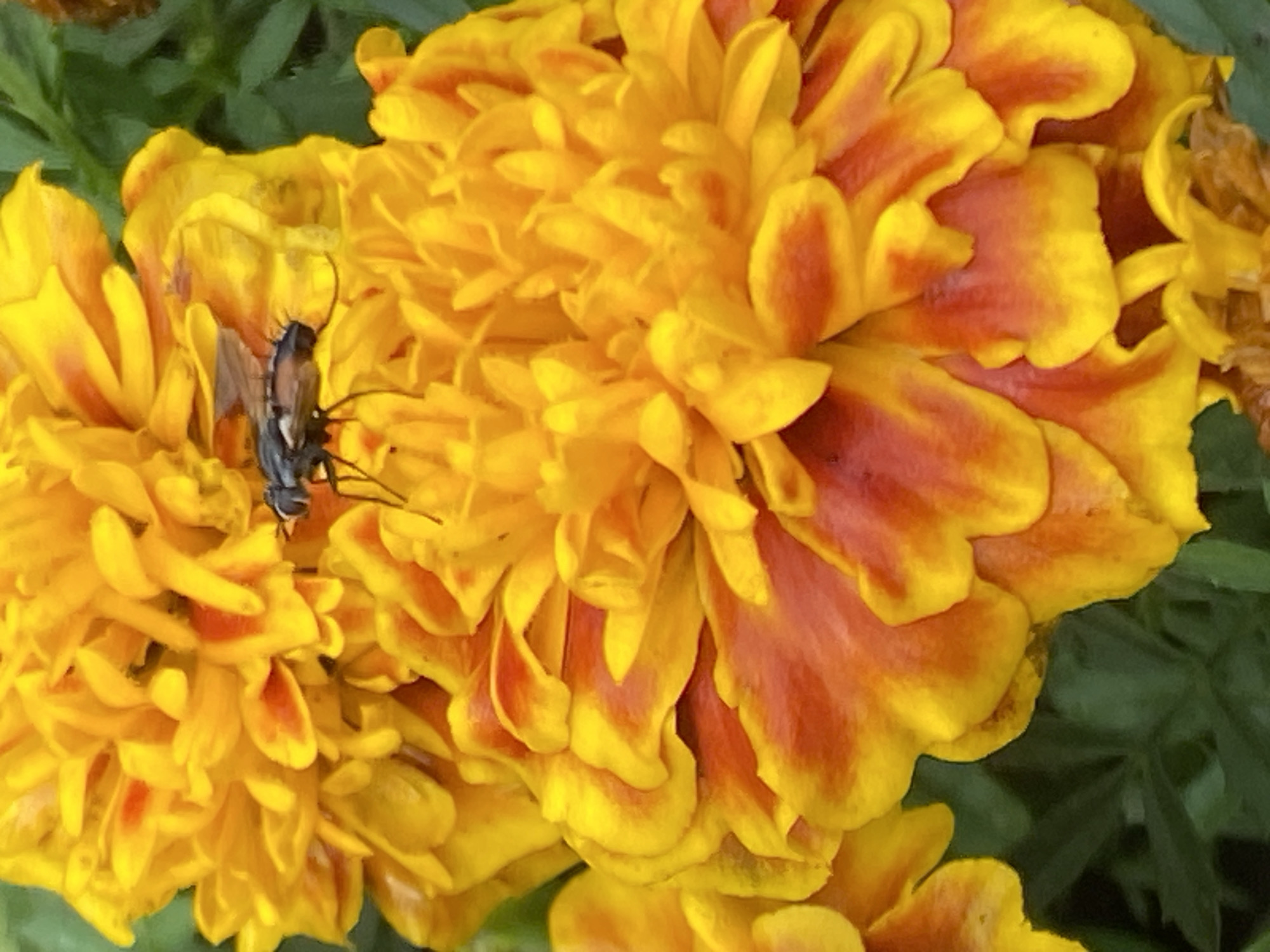 The image shows a close-up view of two yellow and orange marigold flowers with a fly on the upper flower. The fly is dark-colored with visible wings and legs. The marigolds are in bloom, with many layered petals. The background consists of green foliage. The image does not provide any information about its location in Novokuznetsk, Russia, or any specific context related to the city.