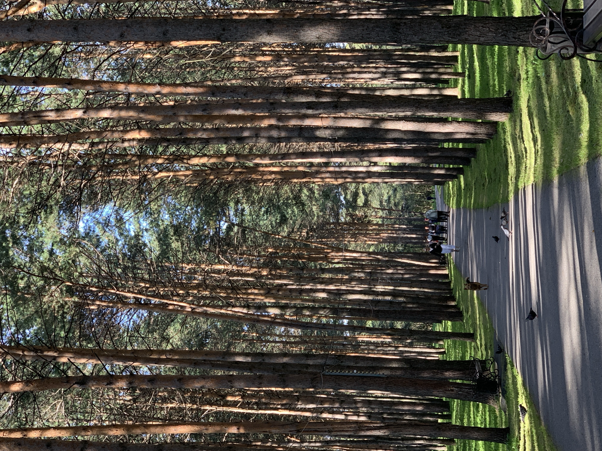 A paved pathway curves through a sun-dappled forest of tall pine trees. The pathway is lined with lush green grass and several people are walking in the distance. A dog is trotting down the path, and several pigeons are scattered on the ground. A decorative metal bench is visible on the right side of the path. This scene appears to be in a park in Prokopyevsk, Russia.