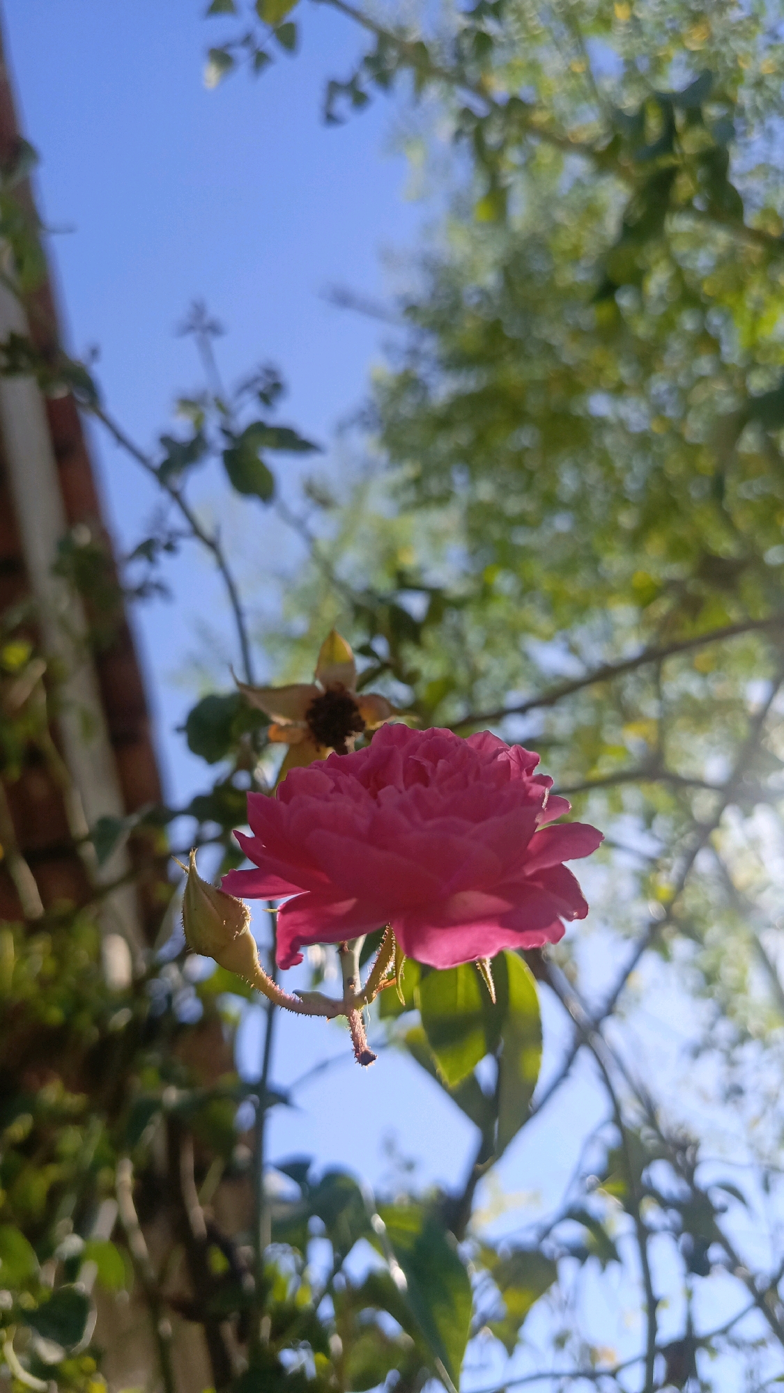 A close-up, low-angle shot captures a vibrant pink rose bloom in sharp focus against a soft-focus background of blue sky and green foliage. The rose, positioned slightly off-center to the right, is fully open with numerous delicate petals. To the left of the main bloom, a smaller, unopened rosebud is visible, also in focus. In the background, a dried, faded yellow flower with a dark center is out of focus. Sunlight filters through the leaves, creating a bright, dappled effect. A hint of a terracotta-tiled roofline is visible on the far left, suggesting it is part of a building. The overall impression is one of natural beauty on a clear, sunny day. The specific location within the city of Kebumen, Indonesia, is not determinable from the image.