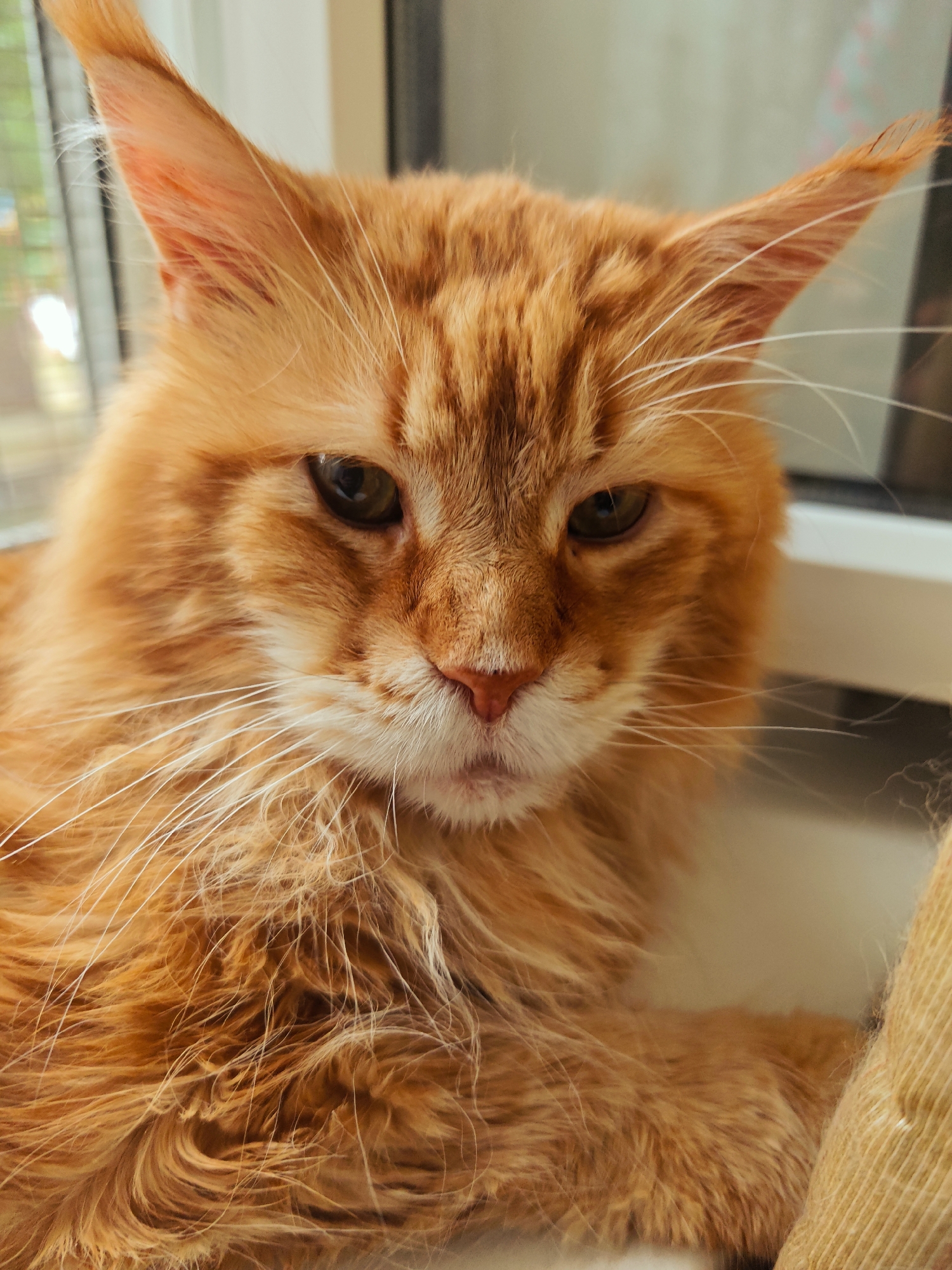 A close-up, head-on, indoor portrait shows an orange Maine Coon cat. The cat has long, shaggy fur that is primarily orange with some lighter orange and white markings. Its eyes are green and appear slightly narrowed. The cat's ears are pointed and tufted. Its whiskers are long and white. The cat is looking directly at the camera. The background is out of focus, but appears to be a window with some greenery visible outside, suggesting an indoor setting near a window. The cat is resting on a light-colored surface. There are no people or other animals present in the image.