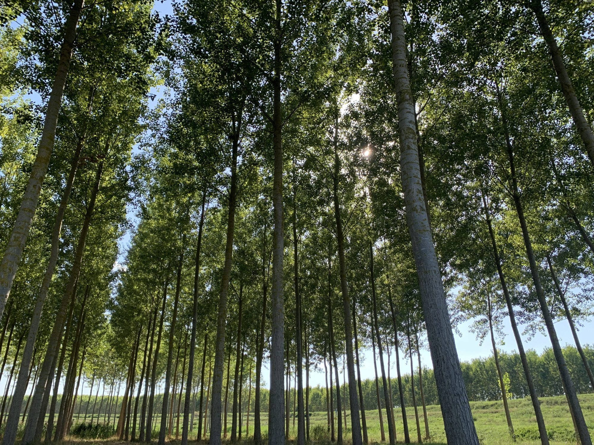 This is a medium shot, low-angle, outdoor photograph taken in a forest. The primary subjects are tall, slender trees with green foliage that create a dense canopy overhead, allowing sunlight to filter through and create a dappled effect. The trees are planted in rows, suggesting a managed forest or plantation. The ground is covered in dry grass and a few patches of green grass, indicating a dry season. In the distance, more trees form a hazy line across the horizon. The sky is visible through the leaves and is a bright, clear blue. The sun is also visible, shining through the leaves, suggesting it is daytime, likely late morning or early afternoon, given the angle of the sun. There are no people or specific objects visible in the image. The overall mood is serene and natural, with a sense of being immersed in a forest. The location context provided indicates Massenzatica, Italy. There is no visible text in the image.