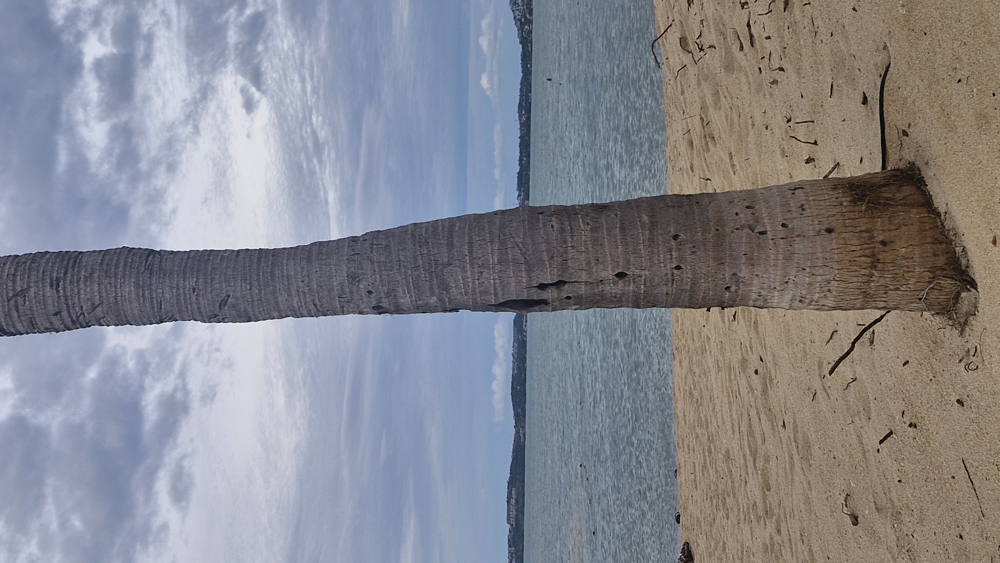 A vertical, slightly curved, gray palm tree trunk stands in the foreground, dominating the frame. The trunk has a rough, textured surface with horizontal ridges and dark, irregular holes scattered across it. The base of the trunk transitions to a warmer, brown tone and is partially embedded in tan sand. Scattered on the sand are small, dark twigs and debris.
In the middle ground, a body of calm, blue-gray water stretches across the image, meeting a distant shoreline. The shoreline is lined with green hills and dotted with buildings, suggesting a populated area. The water contains a few dark, small objects, possibly floating debris or buoys.
The background is an overcast sky filled with large, dark gray clouds and smaller, lighter gray clouds, creating a dramatic and somewhat somber atmosphere. The overall scene depicts a natural environment with a prominent palm tree against a backdrop of water and a cloudy sky.