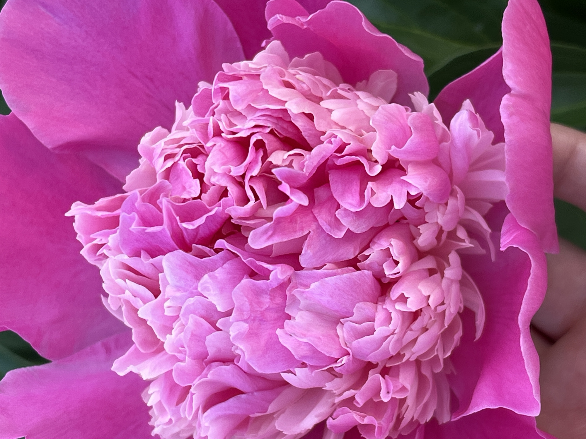 A close-up, low-angle shot captures a vibrant pink peony in full bloom. The flower's dense, ruffled petals dominate the frame, with shades of magenta and light pink creating a sense of depth and texture. The outer petals are a deeper magenta, transitioning to a softer pink towards the center. A blurred green background suggests foliage. A human hand is partially visible in the lower left corner, gently supporting the flower. The image is a detailed botanical study. There is no information provided in the image or its crops to ascertain its location within Chaikovsky, Russia.