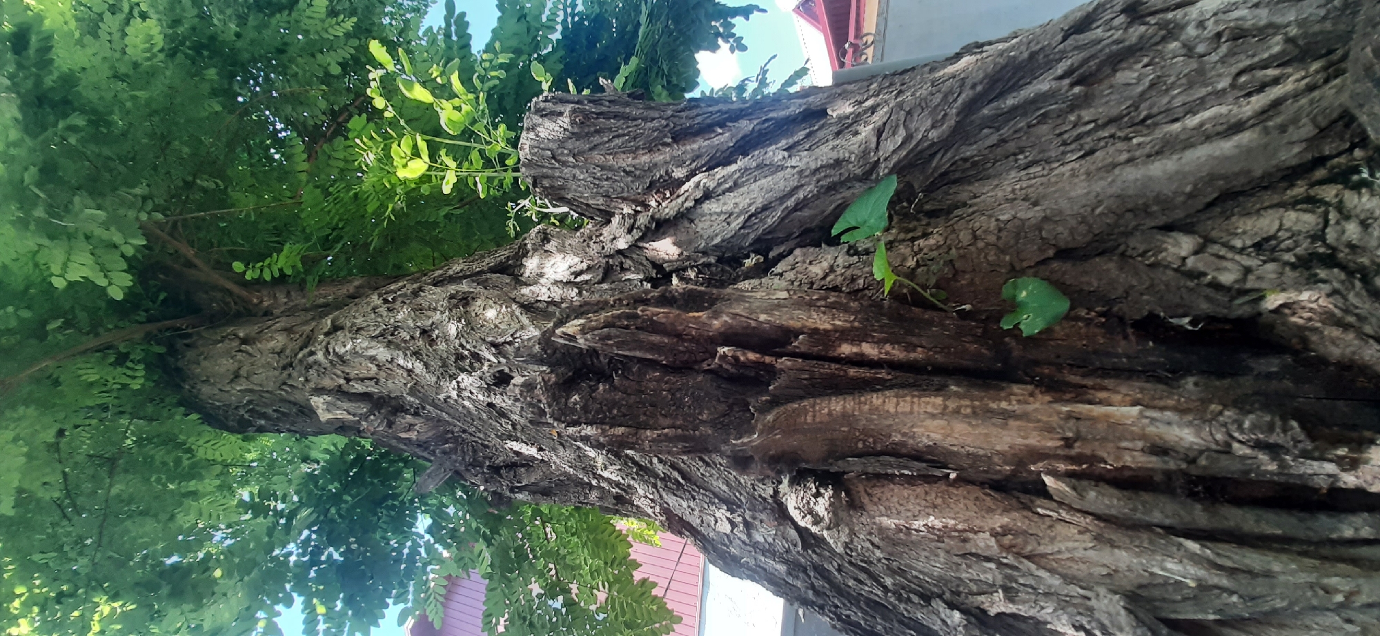 The image shows the trunk of a large, old tree with rough, textured bark. The trunk is split and appears damaged in some areas, with evidence of rot. Green leaves are visible at the top of the tree, suggesting it is summer. Two small green leaves are growing from the side of the trunk. In the background, a red-tiled roof of a building is visible, and a bright blue sky can be seen through the leaves. The image appears to be taken from a low angle, looking up into the tree. The scene is likely outdoors, possibly in a residential area of Yessentukskaya, Russia, given the presence of the building. There are no people or animals visible in the image.
