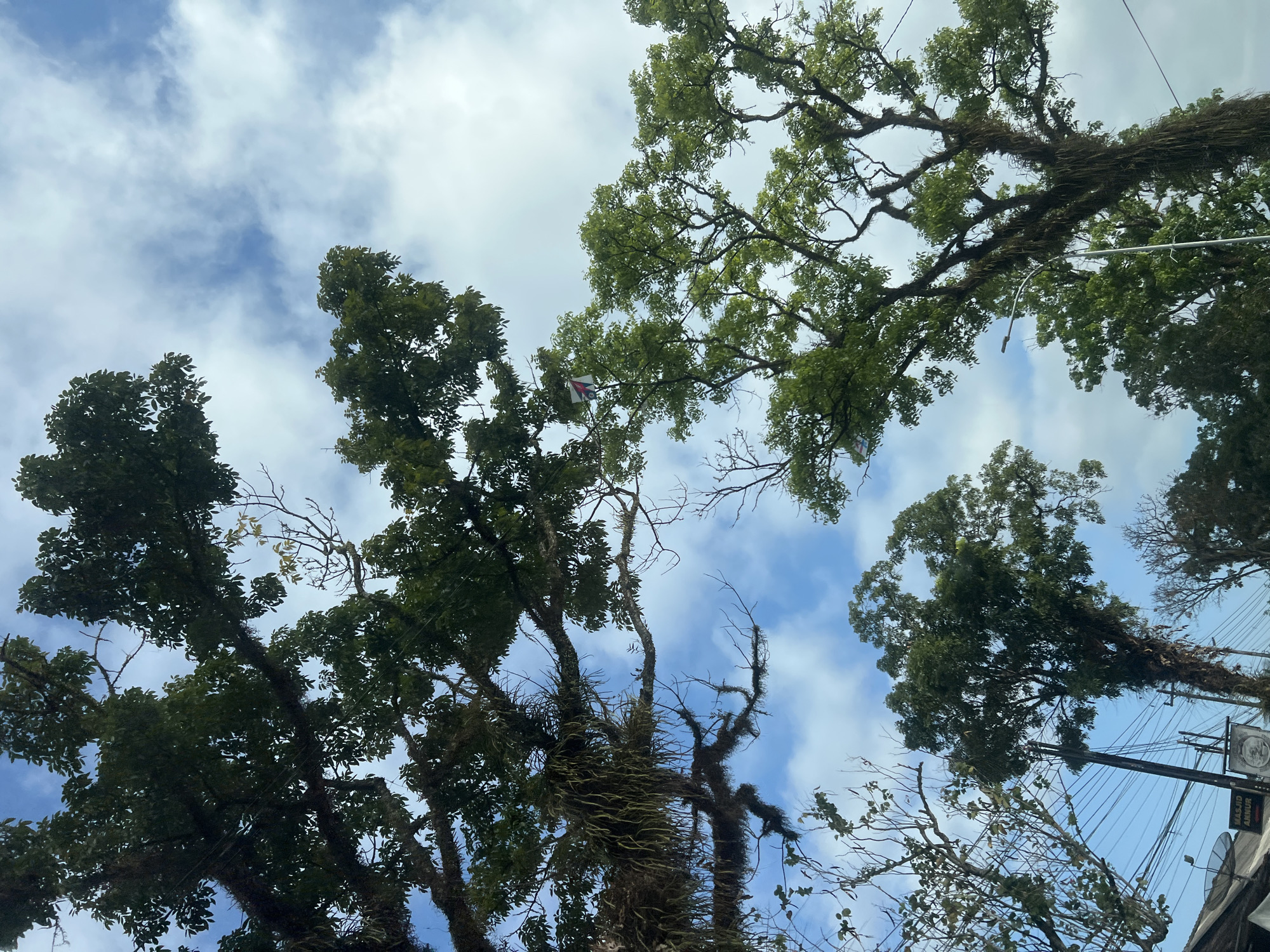 The image, taken from a low angle looking upwards, captures a section of the city of Badran, Indonesia, dominated by lush, mature trees against a bright blue sky dotted with white clouds. The trees, with their dense green foliage and gnarled branches, suggest an established urban environment where nature has been allowed to flourish. Some of the branches are draped with what appear to be epiphytic plants or moss, adding a sense of age and wildness to the scene.
In the lower left quadrant of the image, a glimpse of urban infrastructure is visible. This includes what appears to be a building roof with a satellite dish, along with a cluster of utility poles and a dense network of overhead wires, indicative of an active city. A sign is partially visible on a pole, bearing the text "MASJID AKHUR," suggesting proximity to a mosque. The presence of these man-made elements juxtaposed with the imposing natural beauty of the trees highlights the integration of the urban and natural landscapes in Badran.
Towards the center-right of the image, a small, colorful object, possibly a kite or a decorative item, is suspended from a tree branch, adding a subtle touch of human activity or playfulness to the otherwise serene natural scene. The overall impression is one of a vibrant, tropical city where trees play a significant role in shaping the urban environment.