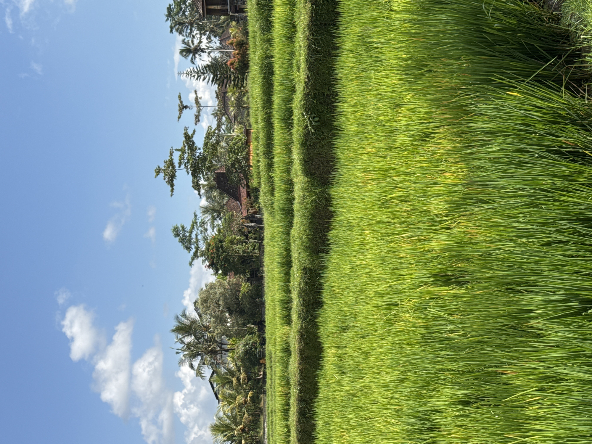 The image shows a terraced rice paddy in Tegallalang, Indonesia. The foreground is dominated by lush green rice stalks, with several horizontal terraces visible in the middle ground. The terraces are demarcated by neatly trimmed hedges. In the background, a line of tropical trees, including palm trees, and traditional Balinese houses with reddish-brown roofs are nestled amongst the foliage. The sky above is a clear blue with scattered white clouds, indicating a sunny day. There are no people visible in the image. The scene depicts a serene agricultural landscape characteristic of the Tegallalang region.