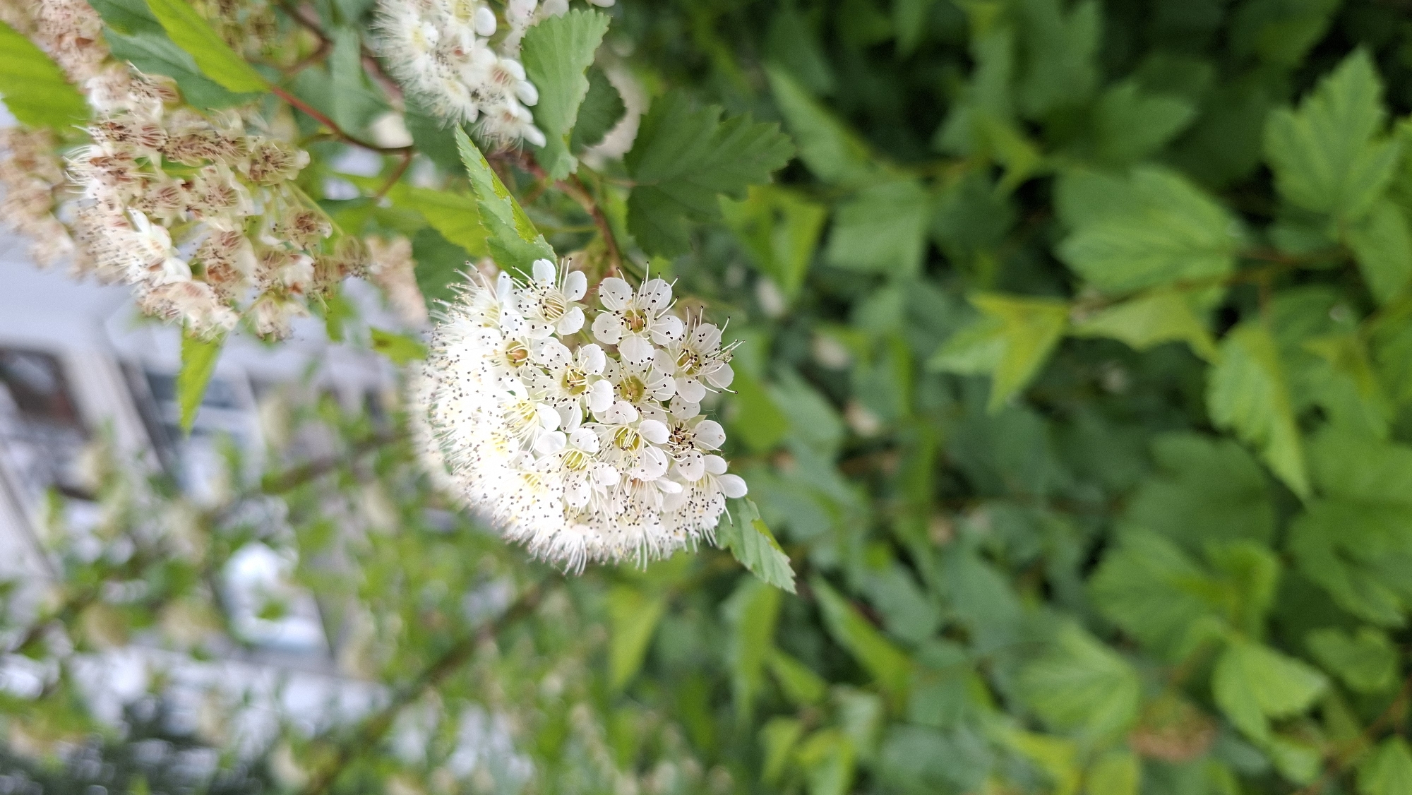 A close-up, slightly tilted photograph captures a cluster of small white flowers belonging to a shrub, likely a species of Spiraea, set against a natural green and blurred urban background. The primary subject, a spherical cluster of white blossoms, dominates the right-center of the frame. Each individual flower features five delicate white petals and numerous long, fine white stamens tipped with dark anthers, creating a speckled or fluffy appearance.
Vibrant green leaves, some sharply defined and others slightly out of focus, frame the flowers. To the upper left, another cluster of similar flowers, less distinct and appearing slightly faded or with browning tips, suggests various stages of bloom. The background is a soft blur of green foliage on the right, and a lighter, indistinct blend of shapes on the left that hint at buildings or structures in an urban setting. The natural lighting indicates it is daytime. No specific activity is occurring, and there is no visible text. The scene conveys a sense of natural beauty found within an urban or semi-urban environment in Chaikovsky, Russia.