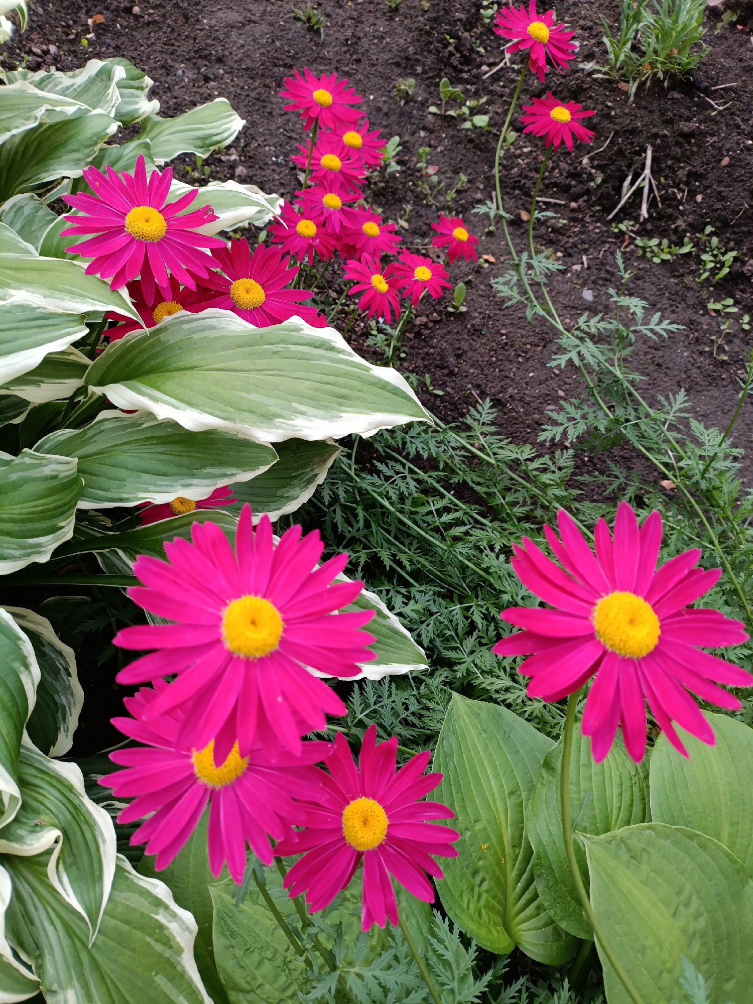 The image depicts a close-up view of a garden bed with bright pink daisy-like flowers with yellow centers, interspersed with lush green hosta plants that have variegated white and green leaves. The flowers are in various stages of bloom, with some fully open and others still budding. The ground is dark soil, with a few small green plants and dried twigs visible. The scene appears to be a natural setting, likely a residential garden or a public park. The image does not contain any people, actions, or interactions. The location is unspecified within the city of Chaikovsky, Russia.