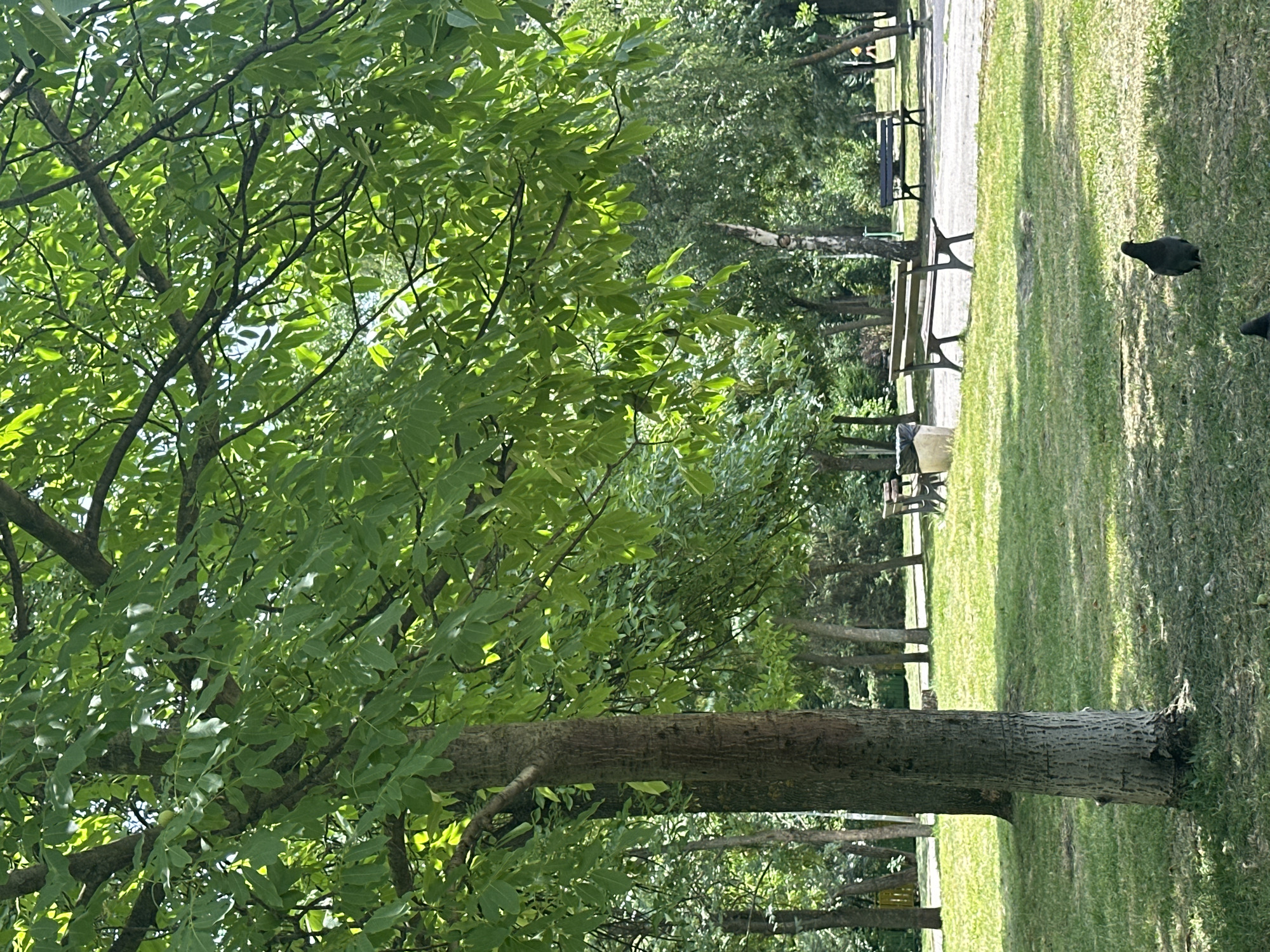 A pigeon stands on a grassy area in a park in Sofia, Bulgaria, with trees and benches in the background. The sun shines through the leaves of a large tree in the foreground, casting shadows on the grass. In the middle ground, several park benches are visible along a paved path. In the distance, more trees and foliage create a lush, green environment. The overall scene depicts a peaceful day in an urban park.