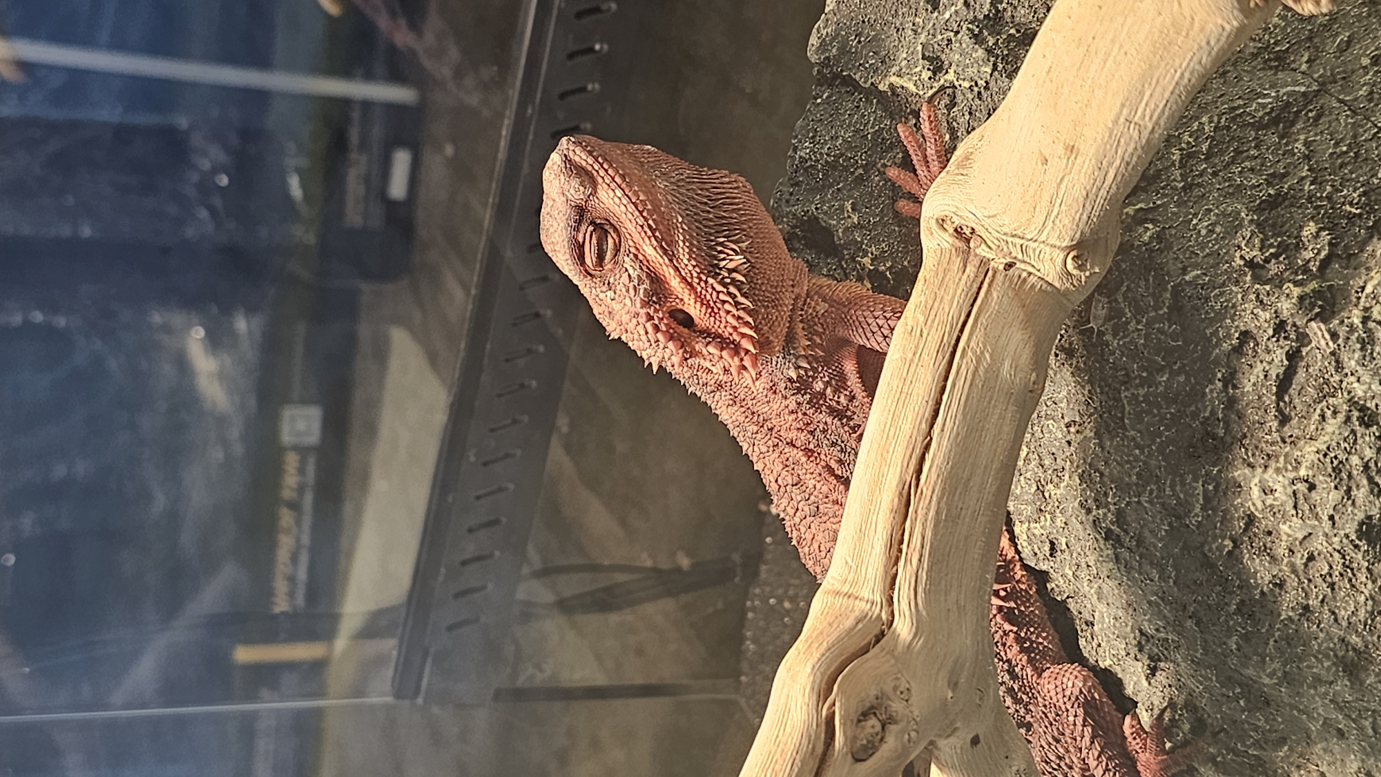 A reddish-orange bearded dragon is perched on a rough, grey rock in what appears to be an enclosure. A light-colored branch extends diagonally across the foreground, partially obscuring the dragon's body. The dragon is facing towards the right side of the frame, with its eyes closed and its head tilted slightly upwards. Its scales are clearly visible, and its spiky beard is pronounced. In the background, a glass enclosure wall reflects a blurry image that includes text reading "VAPORIZER OF THOR" and a QR code, suggesting the location is a pet store or reptile exhibit, possibly in Pyeongtaek-si, South Korea. The environment is dimly lit, with the primary light source appearing to be from above and slightly to the left, illuminating the dragon and its immediate surroundings. The overall impression is of a reptile at rest in its habitat.