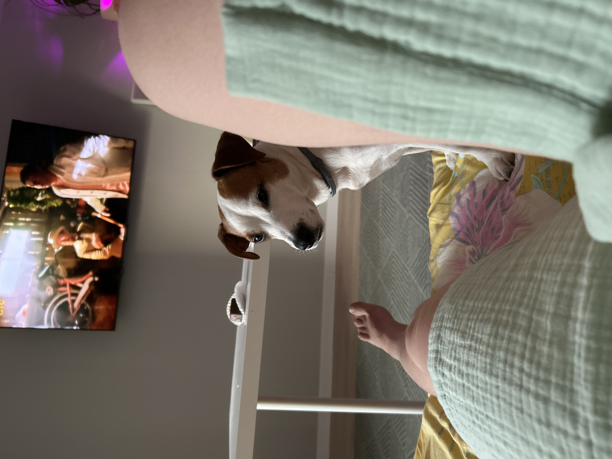 The image displays an indoor residential scene in Chaikovsky, Russia, captured from a low, first-person perspective. In the immediate foreground, the lower torso and legs of a person are visible, partially covered by a light green, textured fabric. The person's bare left foot is extended. A white and brown Jack Russell Terrier-type dog, wearing a dark collar, stands to the right of the person's legs, looking towards them. Its front paws rest on a yellow, pink, and white floral-patterned blanket. To the left of the dog, a white rectangular table holds a small, partially consumed food item. The background consists of a light grey wall with a large flat-screen television mounted centrally, displaying a scene featuring two male figures, one in a light jacket and the other near a bicycle. A faint purple light source is visible on the far right. The floor is covered by a grey rug with a geometric pattern, and a light-colored wooden floor trim runs along the base of the wall.