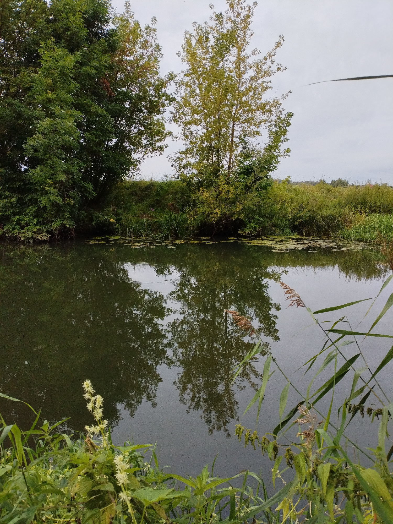 The image depicts a calm body of water, likely a river or canal, with its banks lined with lush green vegetation and trees. The water's surface reflects the surrounding trees and the overcast sky. On the left side of the frame, dense foliage from trees extends towards the water. In the center, a tree with predominantly yellowing leaves stands out against a backdrop of green bushes and grasses. The right side of the image shows tall reeds and grasses growing along the water's edge, some of which are dipping into the water. The overall scene suggests a natural, tranquil environment, possibly a park or a rural area. The presence of lily pads scattered on the water's surface indicates aquatic life. The lighting suggests it is daytime, with diffused light due to cloudy conditions. No people or man-made structures are clearly visible in this snapshot. The image is taken from a low vantage point, close to the water level, emphasizing the natural elements and their reflections.