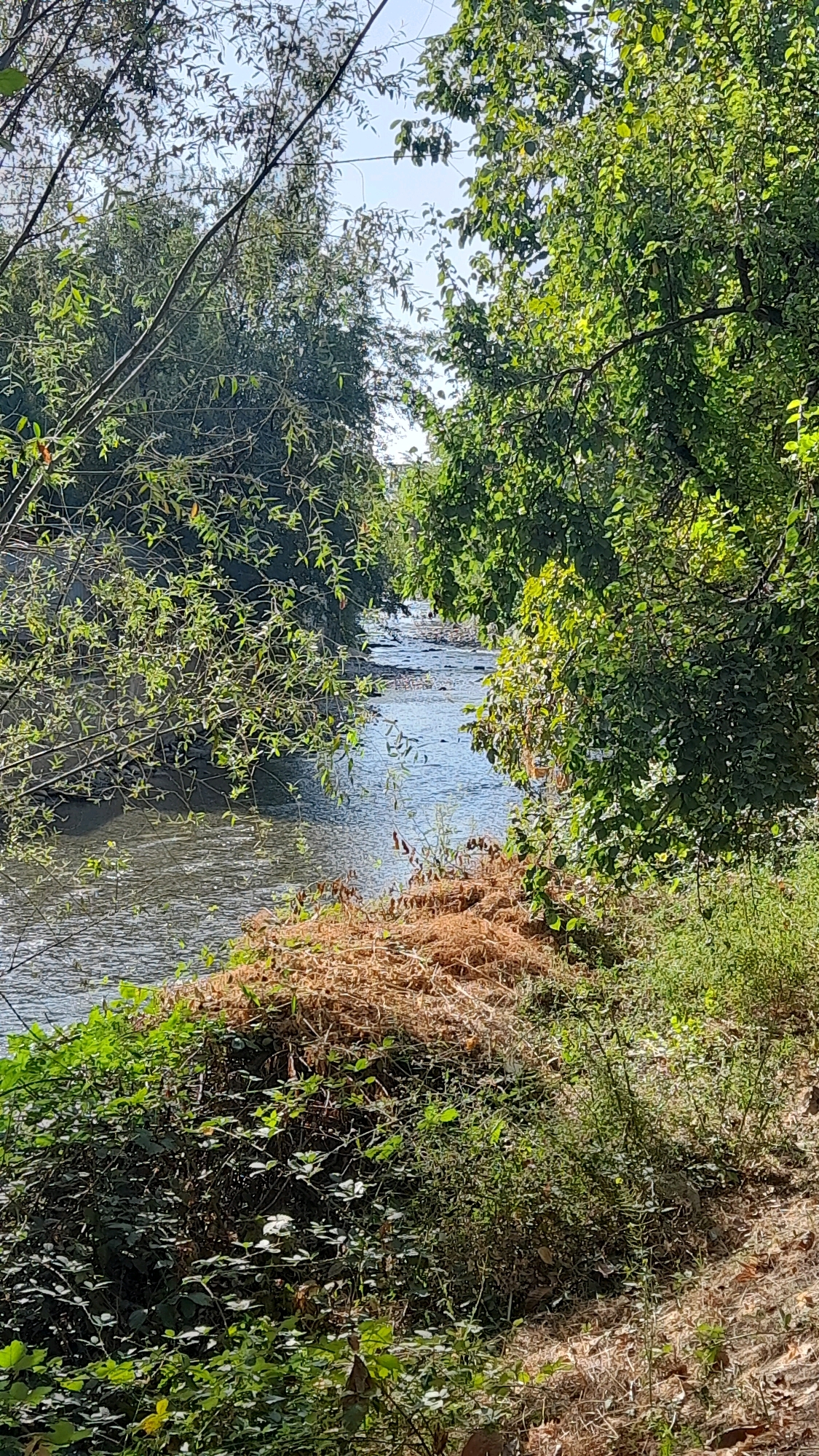 An outdoor, eye-level shot captures a small, clear river flowing through a verdant, natural setting. The river, with a gentle current and visible ripples, meanders through the frame, bordered on both sides by lush, green foliage. Tall trees with dense canopies overhang the water, casting dappled shadows and creating a sense of enclosure. The riverbank on the right is covered with dry, brown vegetation and smaller green plants, while the left bank is densely packed with leafy branches and a few bare twigs reaching towards the water. Sunlight filters through the leaves, illuminating the scene with a bright, natural light. The sky is a clear, pale blue, visible in patches between the trees. There are no people or animals present in the image, and no man-made structures are immediately apparent, suggesting a tranquil, natural environment within or on the outskirts of Osh City, Kyrgyzstan.
