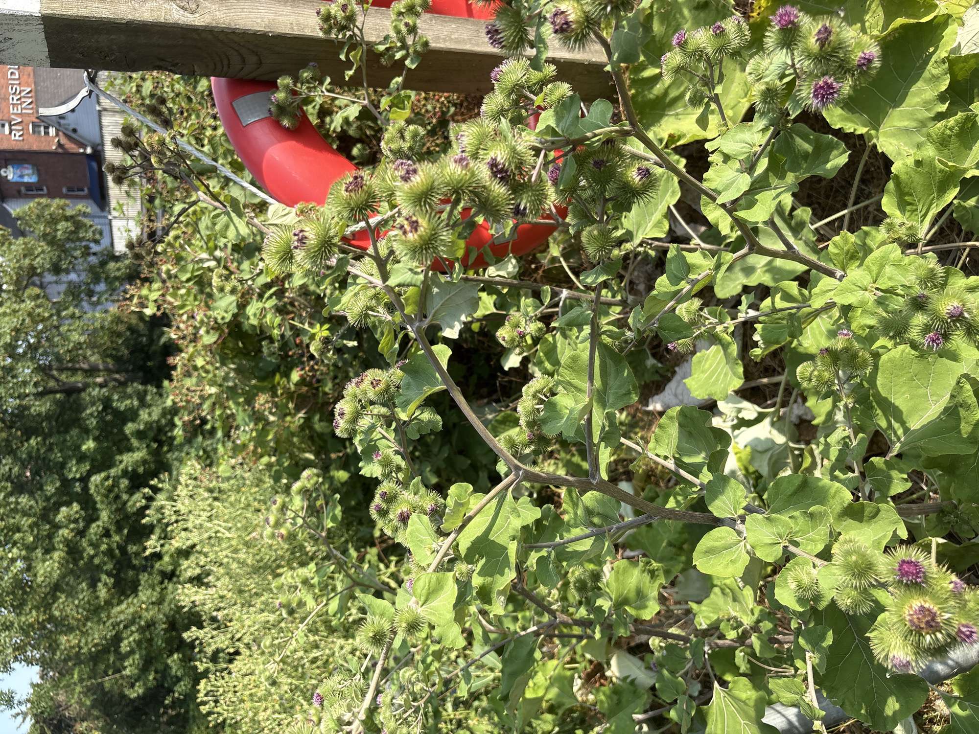 The image depicts a patch of burdock plants with spiky, green seed heads, some showing purple florets. In the background, a red lifebuoy is visible, attached to a wooden post with a white stripe. Behind the vegetation and lifebuoy, a brick building with signage reading "RIVERSIDE INN" is partially visible, suggesting a waterside location. The scene appears to be outdoors, possibly in a park or along a riverbank within Chelmsford, United Kingdom. The lighting suggests it is daytime. There are no people or animals present in the frame.