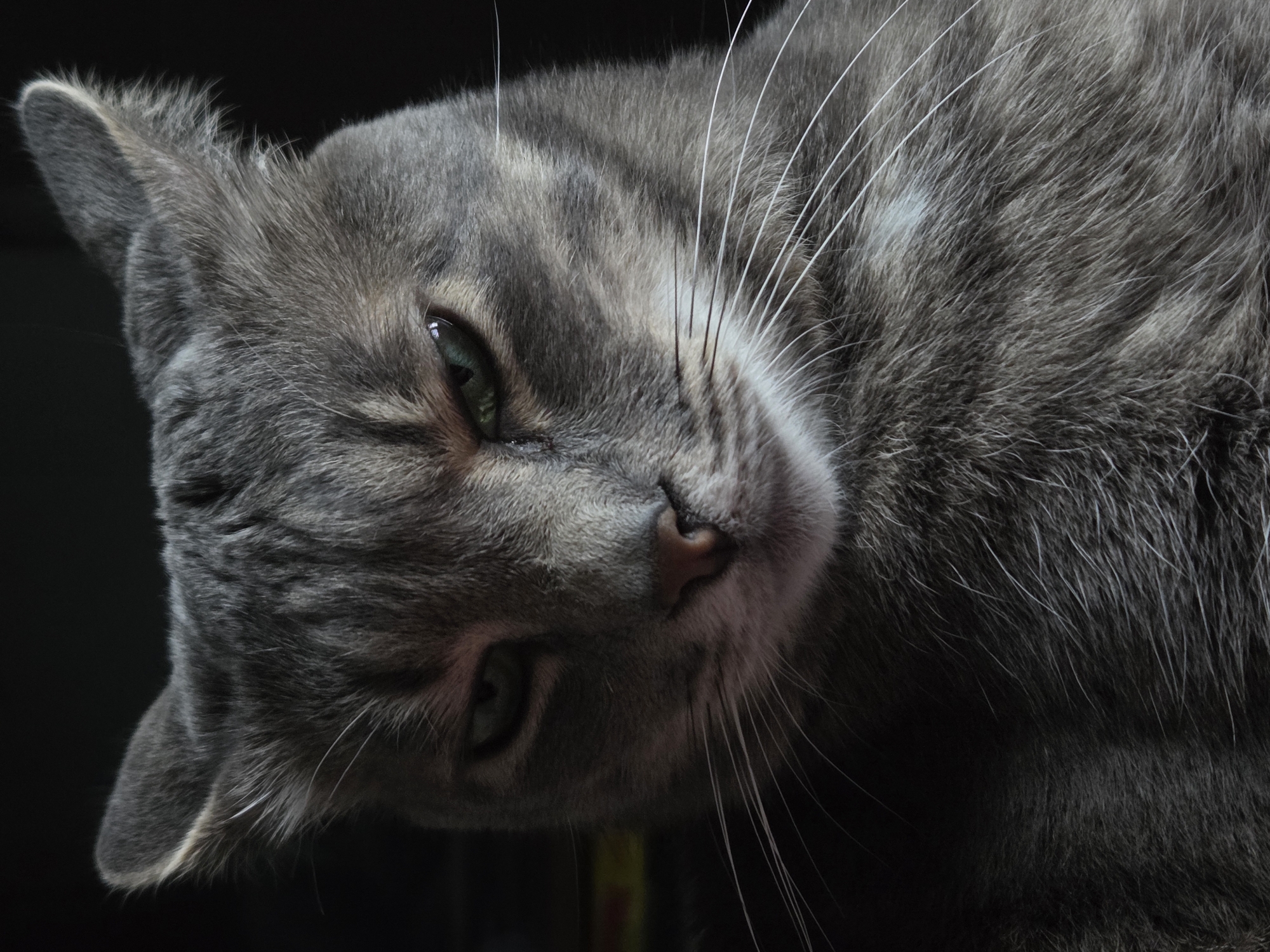A close-up, eye-level shot shows a gray tabby cat lying on its side against a dark, nearly black background. The cat's head is positioned to the left, tilted downwards, with its eyes partially closed. Its fur is a mix of gray tones, with darker stripes and lighter patches. The cat's whiskers are long and white. The nose is a muted pink color. The scene's location is Unknown, Unknown.
