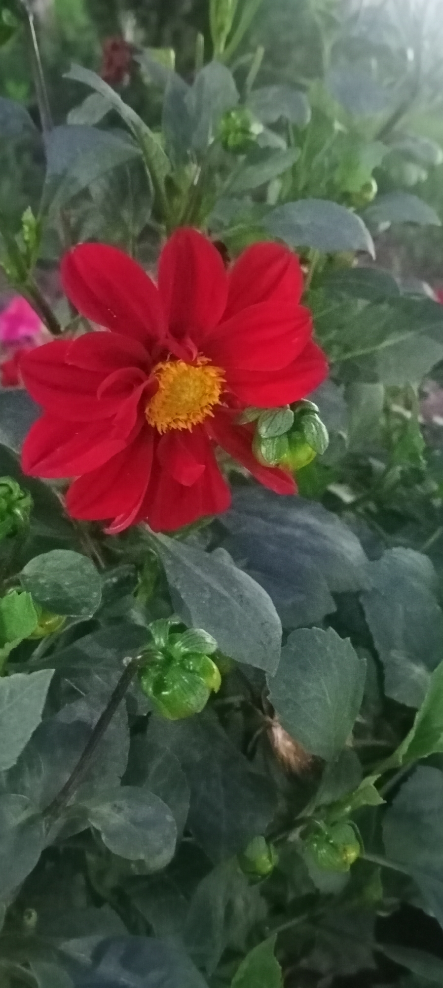 A close-up, vertical shot features a vibrant red flower with a bright yellow center. The flower is in focus, with delicate petals unfurling. Surrounding the bloom are lush green leaves and several unopened green flower buds. The lighting suggests it could be early morning or late afternoon, casting a soft glow on the scene. The image does not contain any identifiable landmarks or individuals that would indicate a specific location within Sokuluk, Kyrgyzstan.