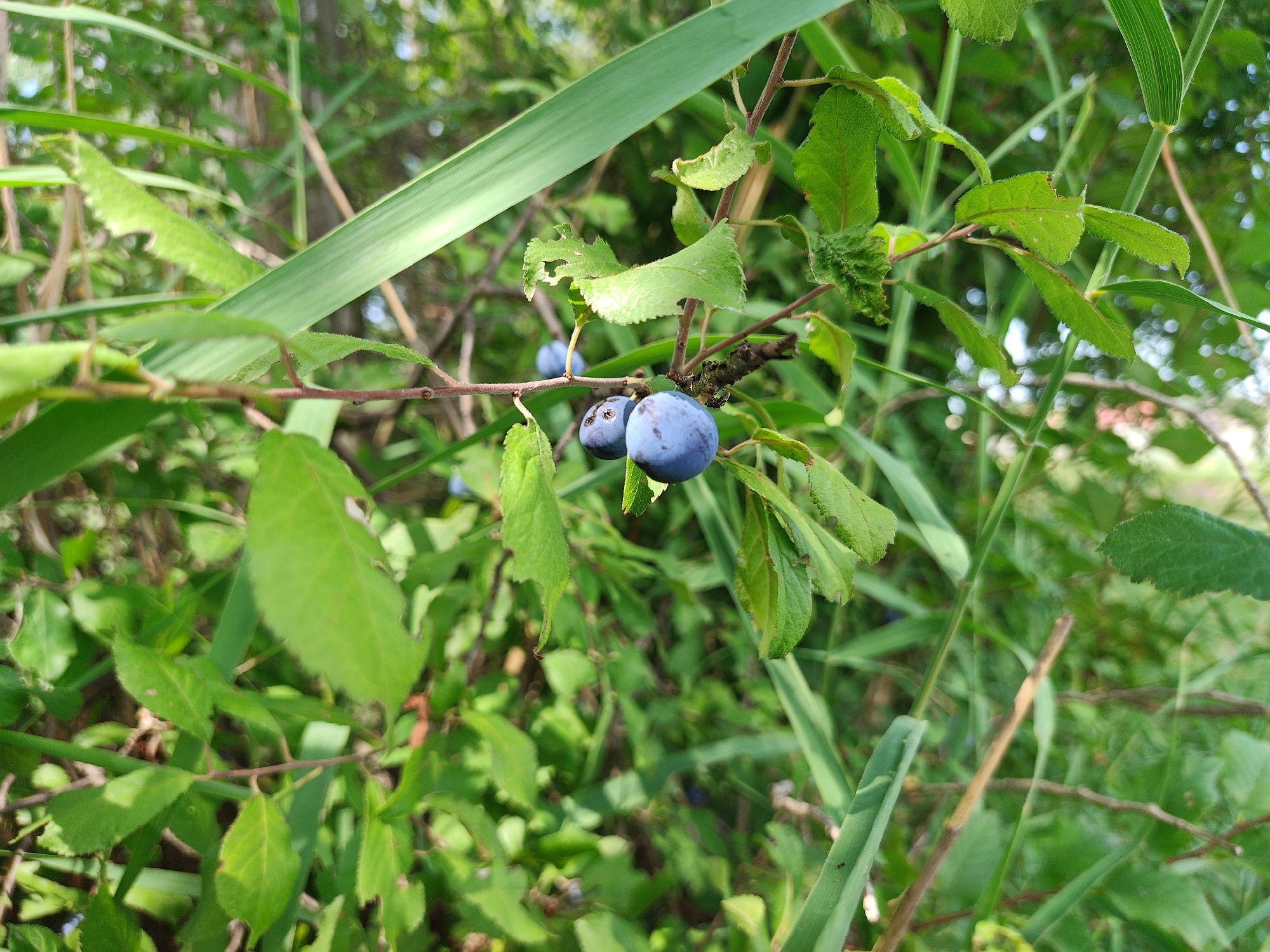 A close-up, eye-level, outdoor shot shows two ripe, dark blue sloe berries hanging from a thorny branch. The berries are oval-shaped and have a dusty bloom. The branch is surrounded by lush green foliage and blades of grass. The background is softly blurred, suggesting a natural, uncultivated environment, possibly a hedgerow or unkempt garden. The lighting indicates it is daytime, with natural sunlight filtering through the leaves. The scene evokes a sense of late summer or early autumn. There are no people or man-made structures visible in the image, and it is not possible to ascertain a specific location within the city of Modena, Italy, based solely on the visual information.