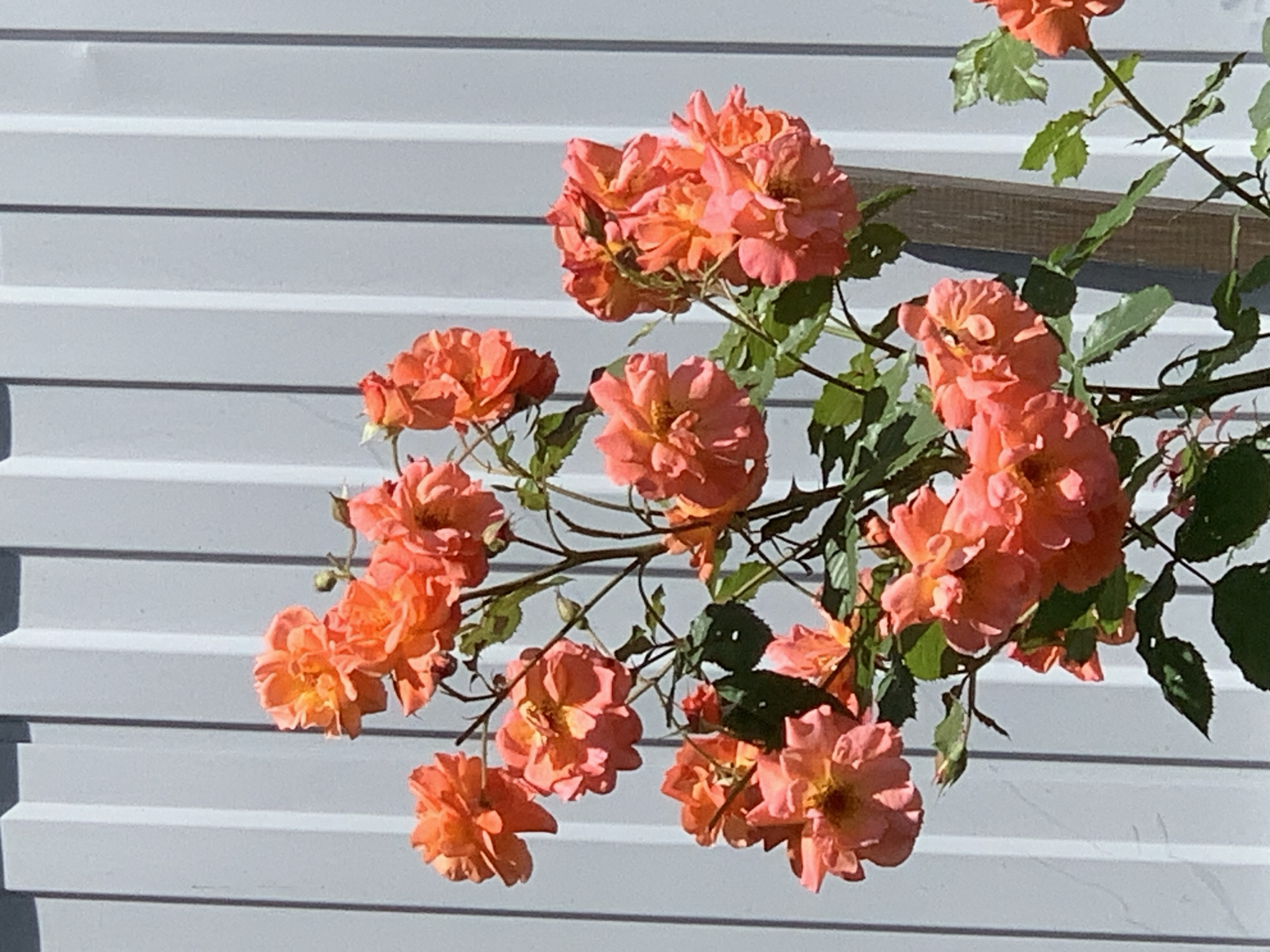 A cluster of vibrant coral-colored roses, some in full bloom and others as buds, are captured in a vertical, medium shot against a pale gray, corrugated metal fence. The fence exhibits a series of evenly spaced vertical ridges, casting subtle shadows. Sunlight illuminates the roses, highlighting the delicate layers of their petals and the vibrant hues. Dark green foliage intersperses the blooms, with some leaves showing signs of wear. A thin, weathered wooden stake is visible near the right side of the frame, supporting the rose bush. The overall scene is bathed in natural light, suggesting an outdoor setting on a sunny day.