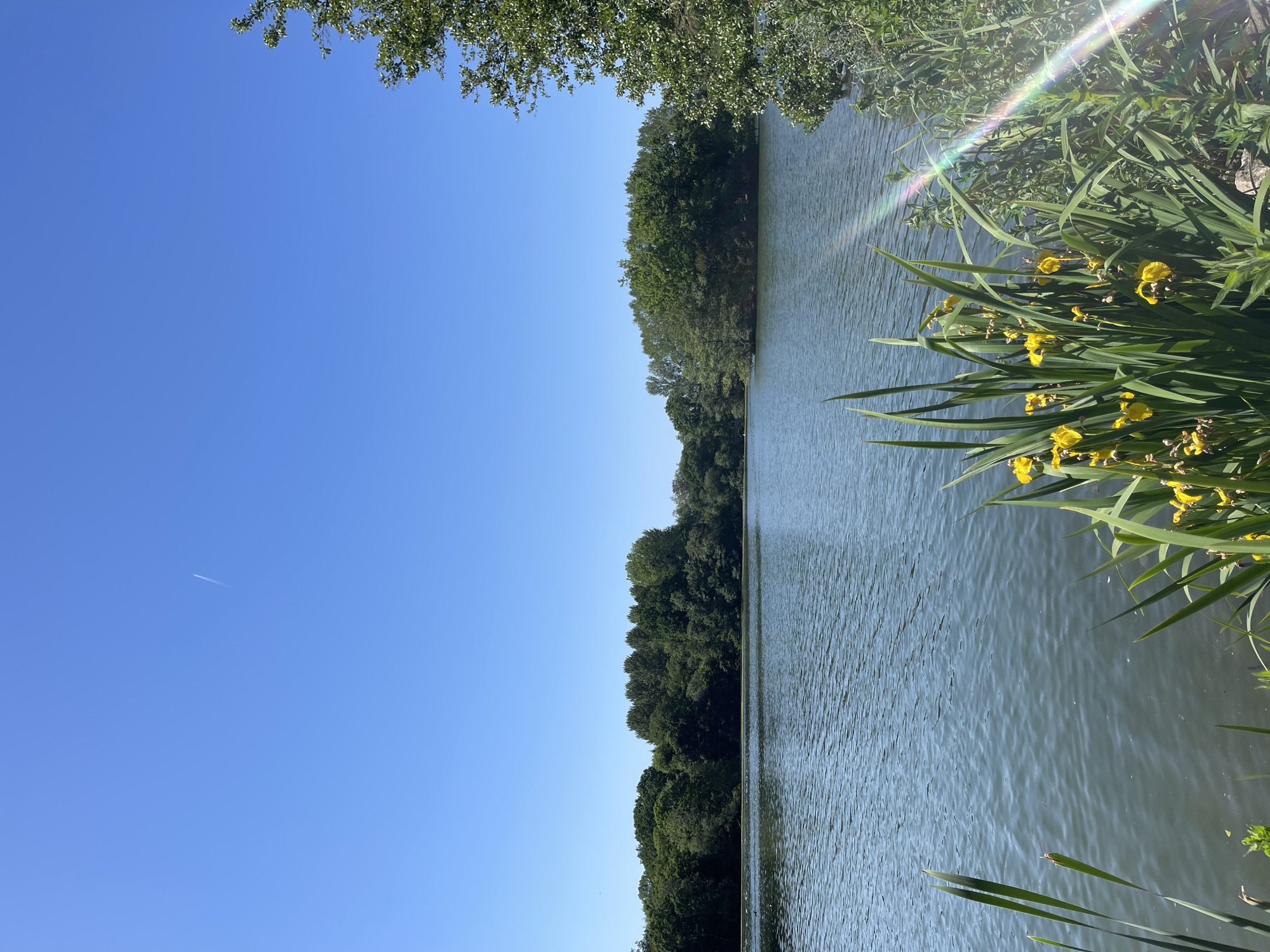 The image shows a body of water, likely a lake or wide river, bordered by trees and vegetation. The water's surface has visible ripples and reflections. On the right side of the image, near the water's edge, are clumps of tall green grass and yellow irises. A lens flare with a rainbow effect is present in the upper right corner. Across the water, a dense line of trees forms the opposite bank. The sky is clear and blue, with a faint contrail from an airplane visible. The location is most likely in Ashford, United Kingdom, as requested. No people or animals are visible in the image. The scene is generally peaceful and natural, capturing a sunny day by the water.