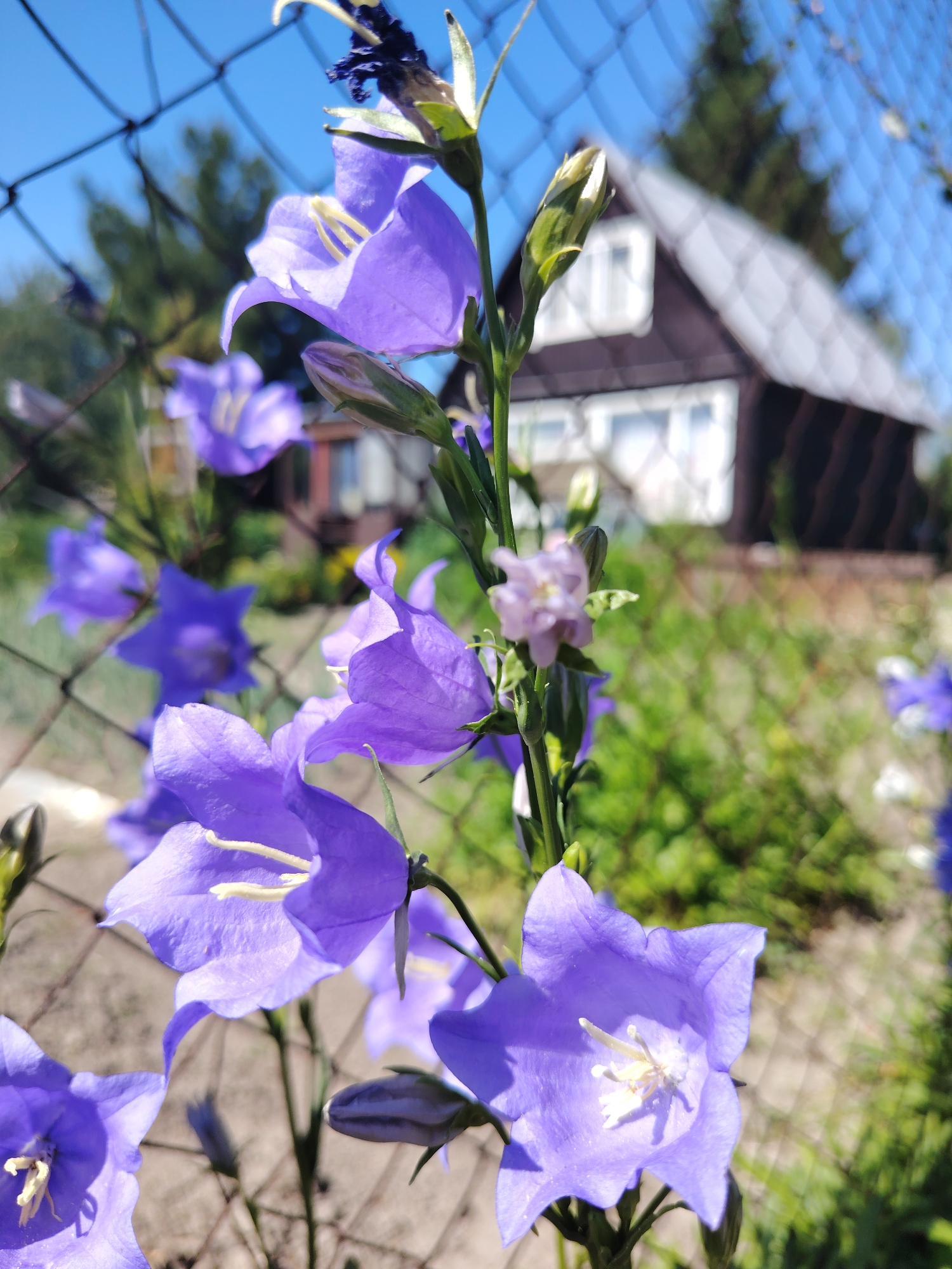 A close-up, low-angle outdoor shot captures several purple bell-shaped flowers in sharp focus, their delicate petals and yellow stamens clearly visible. The flowers are positioned in the foreground, obscuring a chain-link fence that runs diagonally across the frame. Behind the fence, a blurry background reveals a brown and white house with windows, surrounded by green foliage and trees under a clear blue sky. The overall impression is of a garden scene on a sunny day.