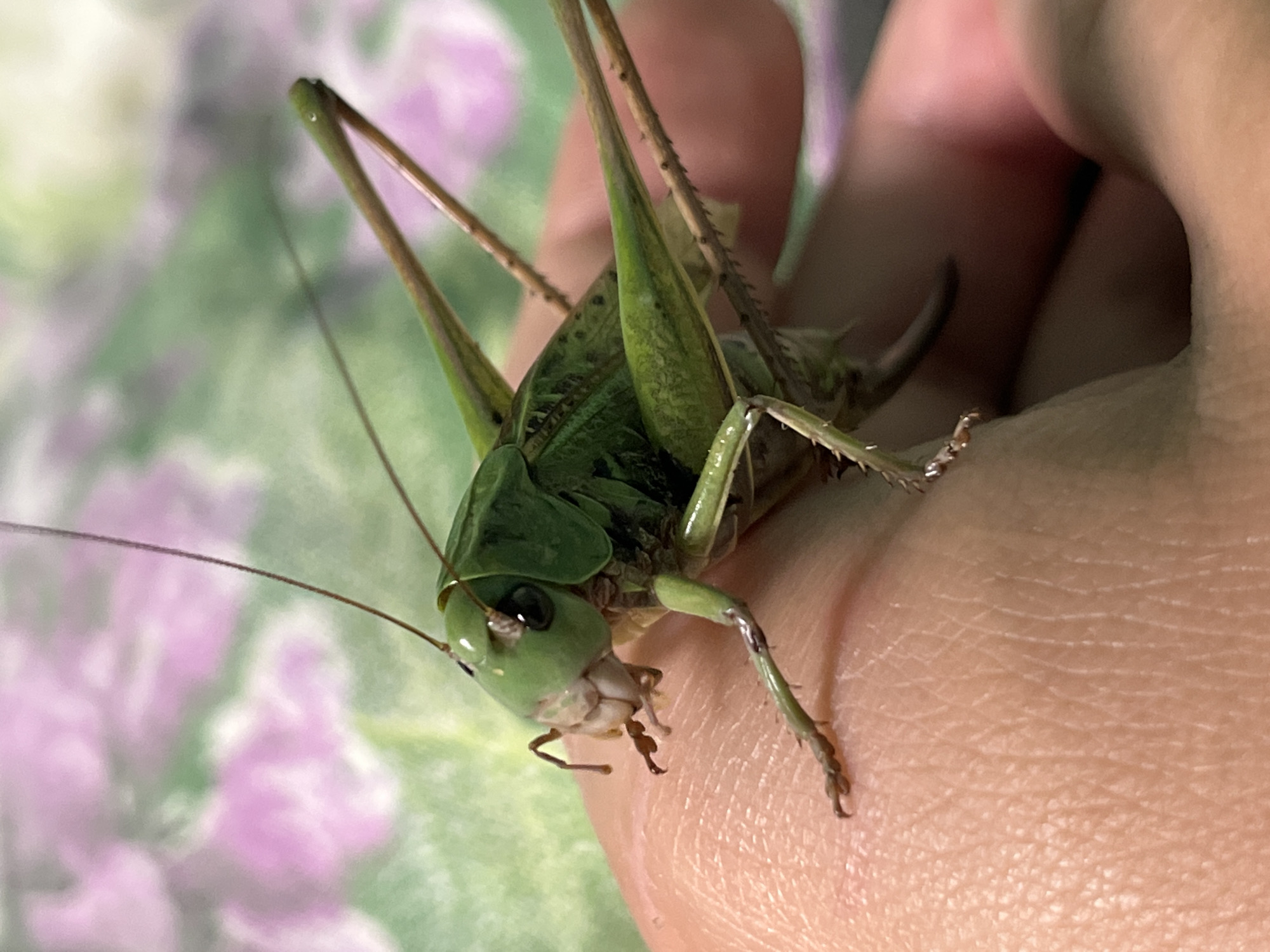 A close-up, eye-level, indoor shot shows a green katydid resting on a human hand. The insect is positioned to the left of the frame, with its head facing left. Its body is predominantly green, with dark markings on its thorax and abdomen. Its long antennae extend upwards and to the left. The katydid's legs are visible, gripping the skin of the hand. The hand, which appears to be that of an adult, is slightly curved. The background is out of focus, displaying a pattern of green and pink, likely a fabric or wallpaper. The lighting is natural and soft, highlighting the details of the katydid. The location is not discernible from the image.
