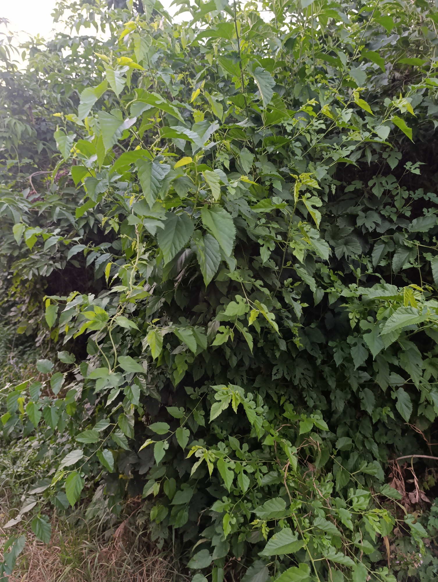 The image depicts a dense thicket of green foliage, primarily consisting of leaves and thin branches. The vegetation appears to be growing along an outdoor surface, likely a ground or embankment, with dry grass and brown debris visible at the bottom of the frame. The leaves are of various sizes and shapes, with some appearing lobed and others more ovate. The lighting suggests it is daytime, with the sky faintly visible through the upper canopy, indicating an outdoor setting within a natural or semi-natural environment. The image does not contain any people or specific urban landmarks that would definitively place it in Fastiv, Ukraine.